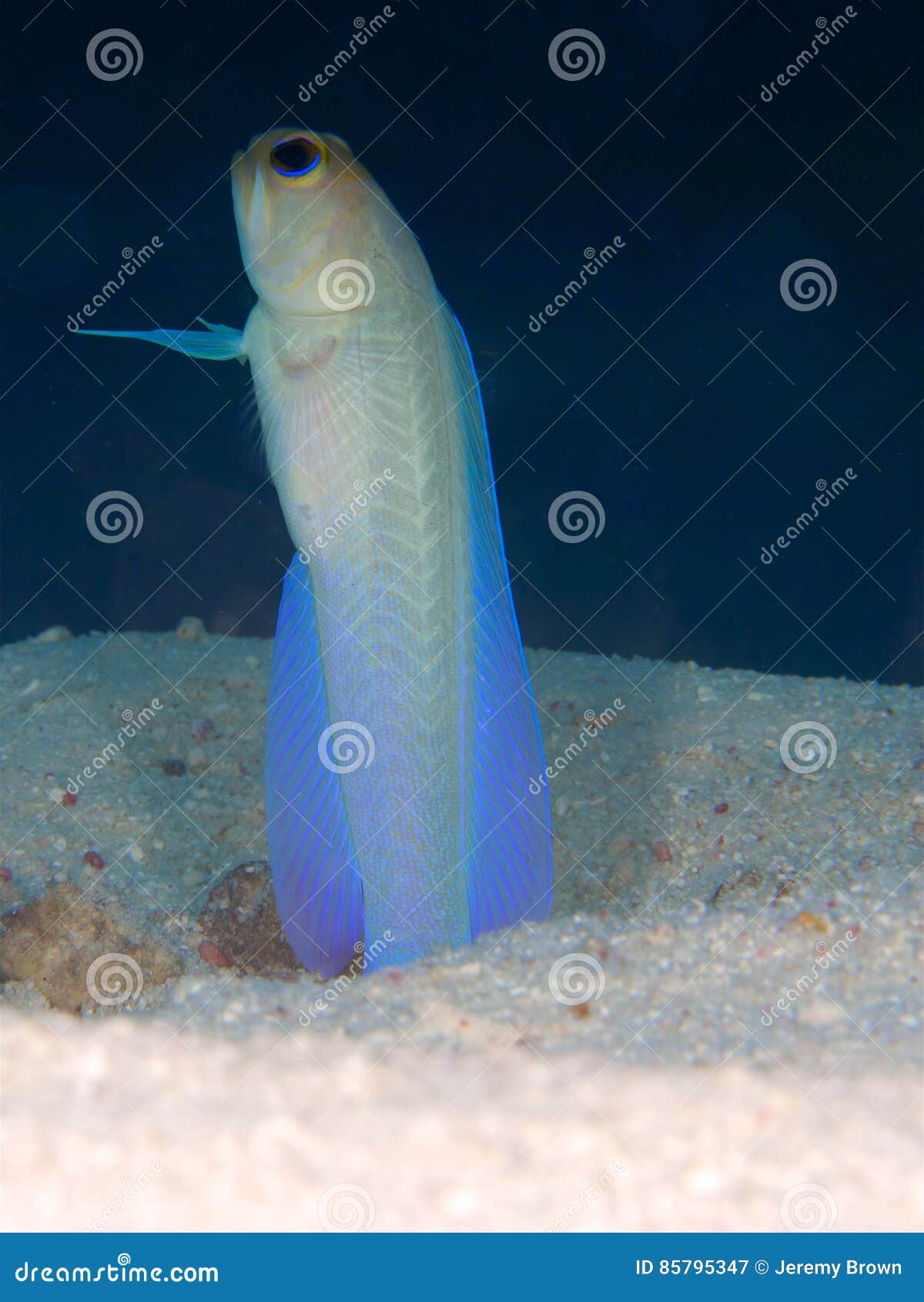 Männlicher Gelb-köpfiger einziehender Jawfish, Bonaire, Holländer Antillen. Taucht taubenblaues und helles Gelb farbiger männlicher Gelb-köpfiger Jawfish von ihm Bau auf, um einzuziehen, Bonaire, niederländische Antillen