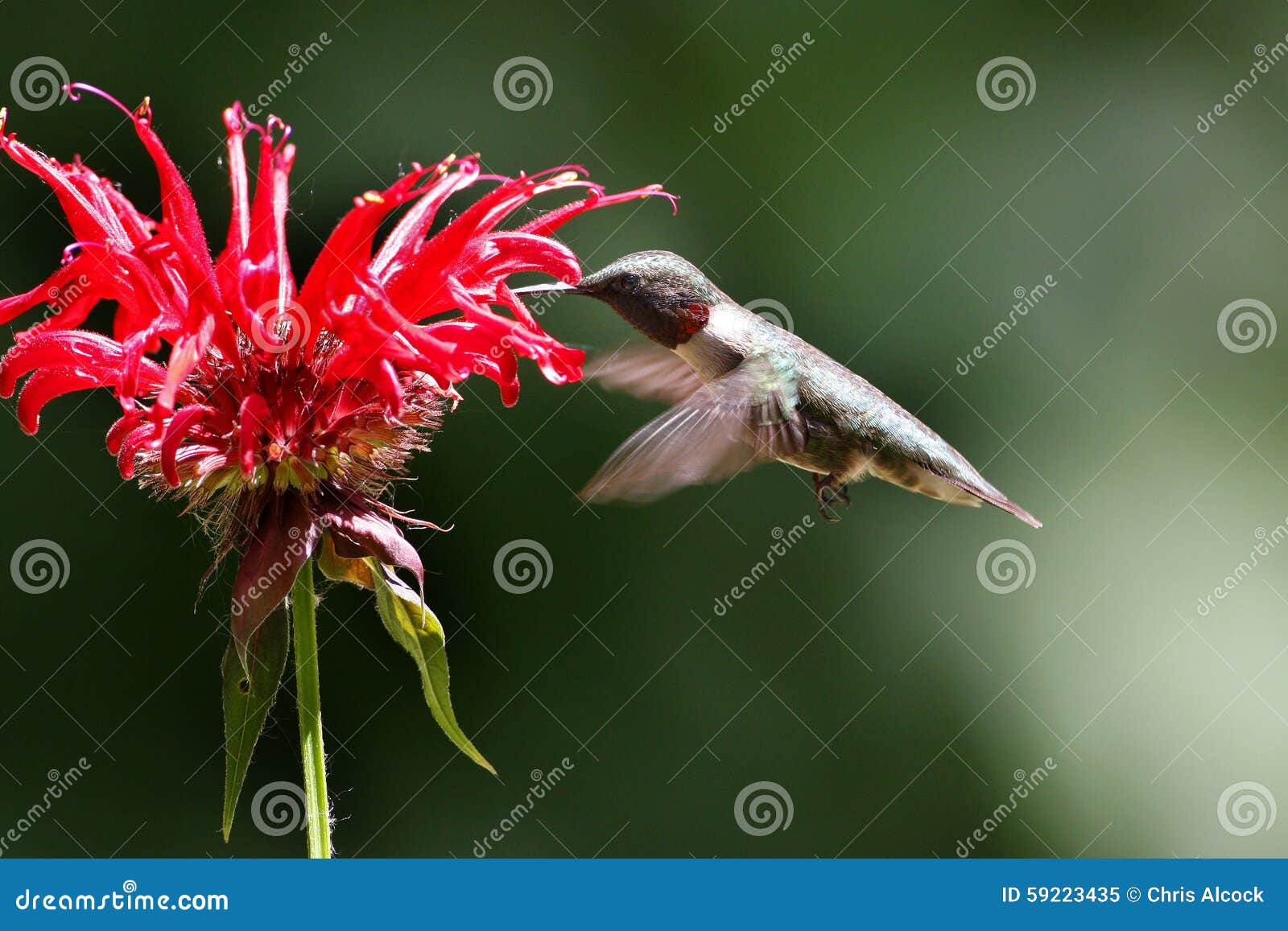 Männlicher Kolibri, der auf eine Blume einzieht. Männlicher Rufus-Kolibri, der auf Nektar von einem Scharlachrot Bienenbalsam-Blume im Frühjahr einzieht Kolibri, der über einer roten Blume in Illinois mit einem grünen Hintergrund isst und schwebt