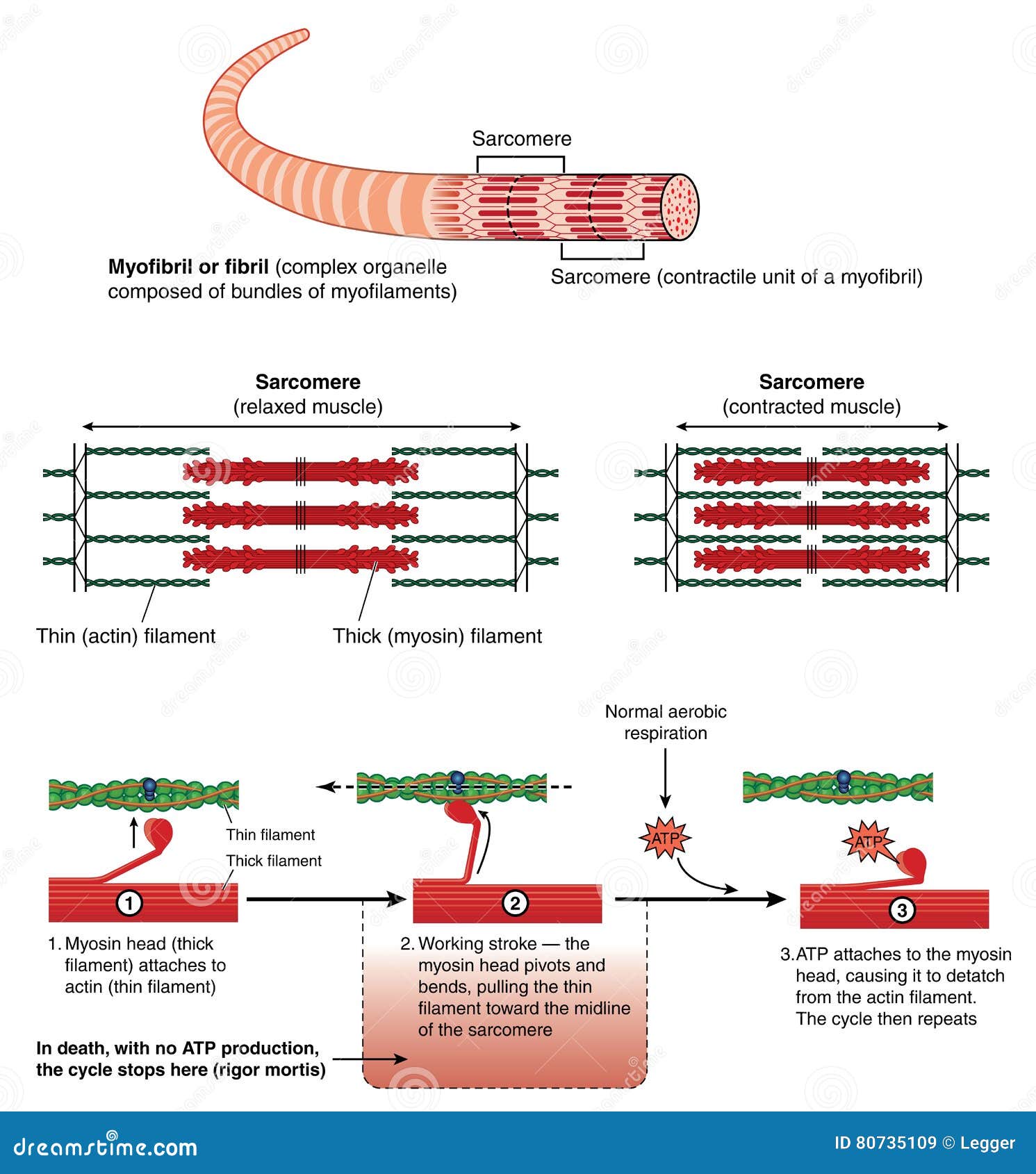 Mécanisme De Contraction De Muscle Illustration de Vecteur