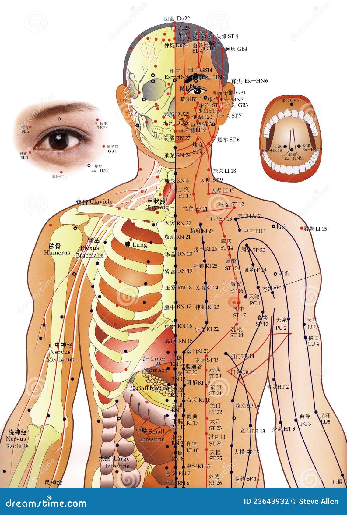 Médecine Chinoise Diagramme D'acuponcture Photographie éditorial