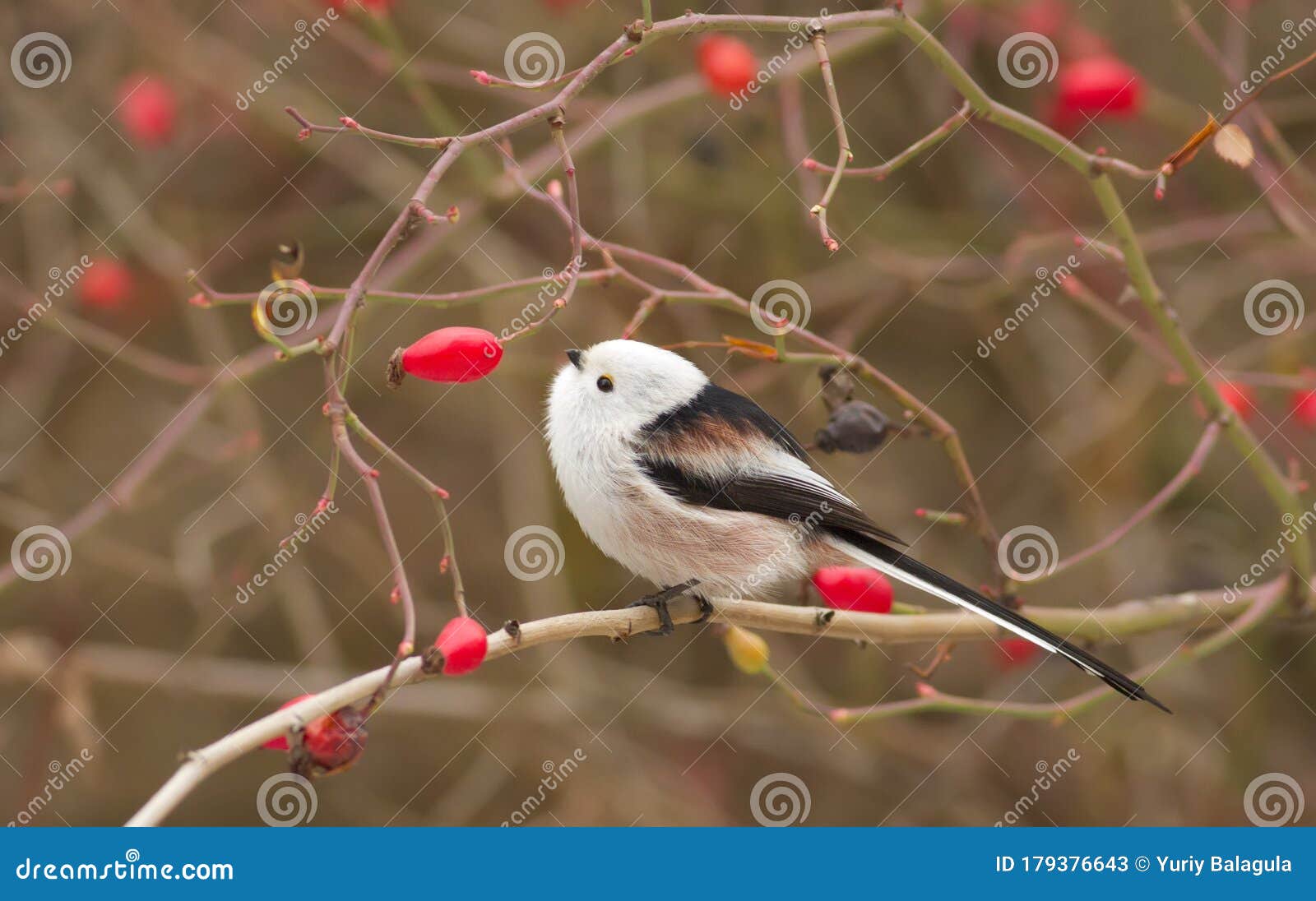 Mésange à queue longue aegithalos caudatus portrait d'automne. l'oiseau est assis sur une branche