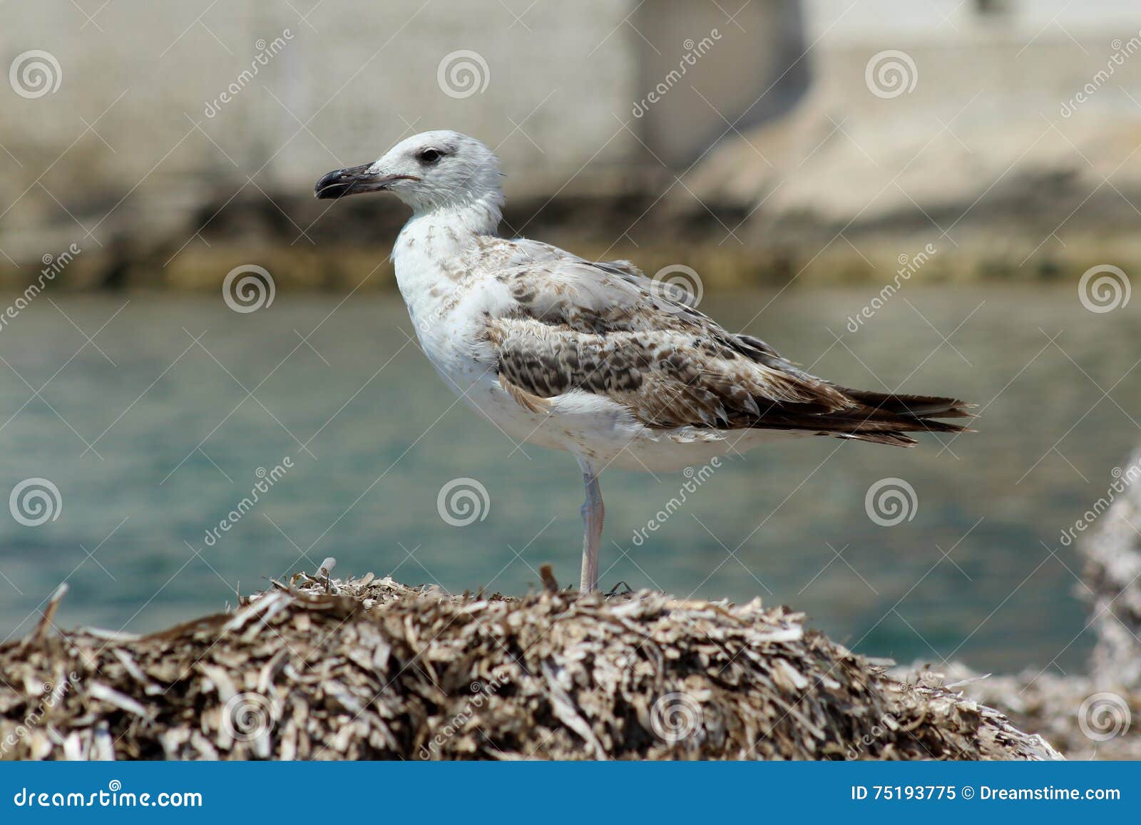 Möve, die das Meer aufpasst. Betrügen Sie Stellung in einem Haufen von den Blättern, die über das Meer in Trapani aufpassen