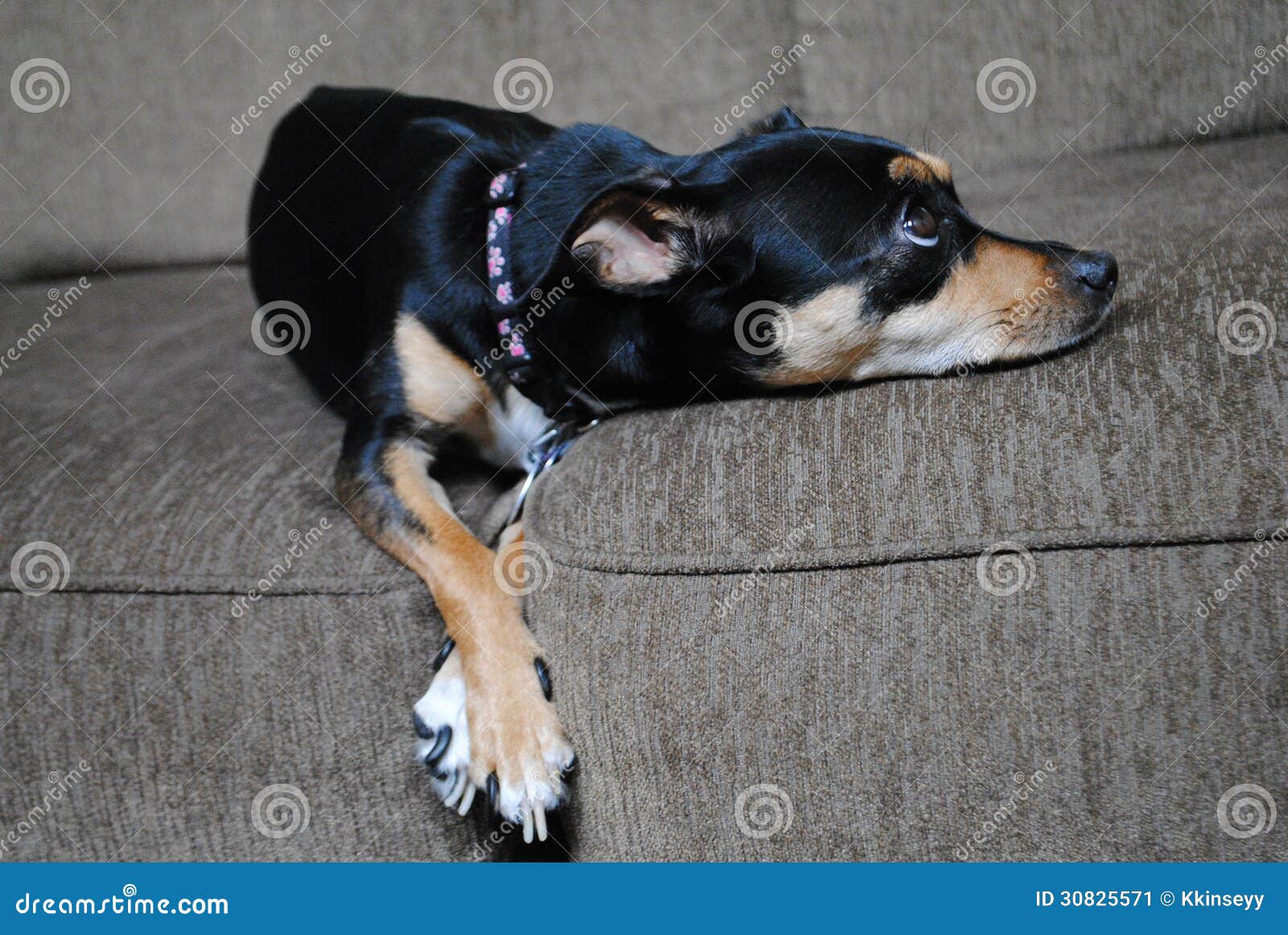 Müder Hund. Ein kleiner Hund, der auf einer Couch auf eine einzigartige Mode liegt