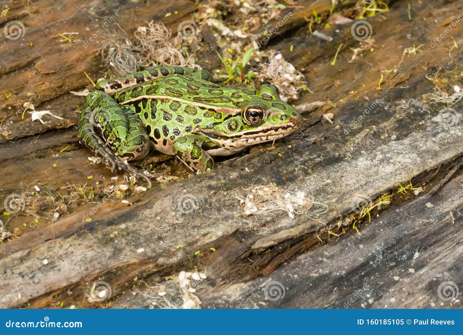 Nordlicher Leopardenfrosch Lithobates Pipipide Stockbild Bild Von Kanadisch Frech 160185105