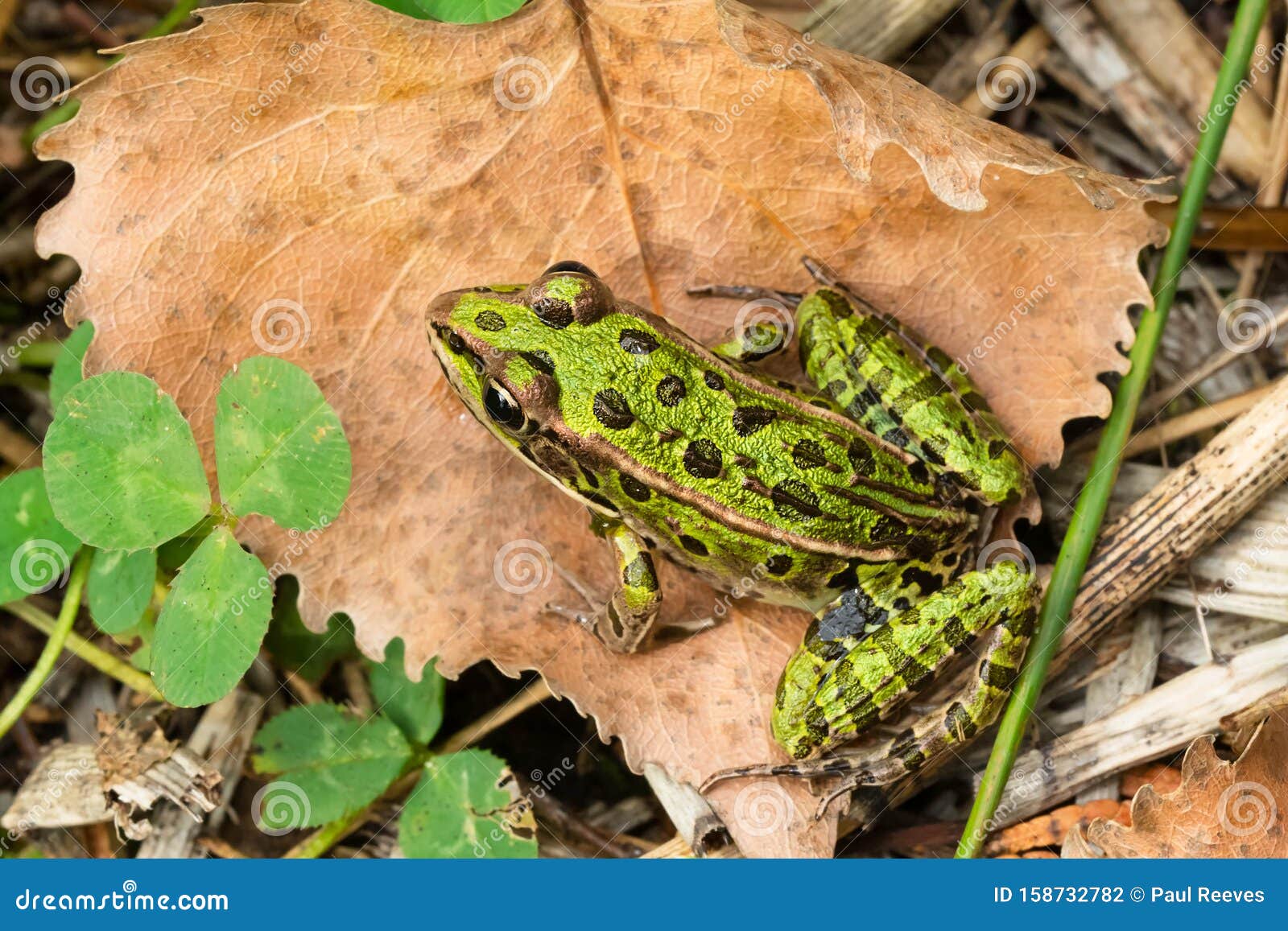 Nordlicher Leopardenfrosch Lithobates Pipipide Stockfoto Bild Von Tiere Nave 158732782