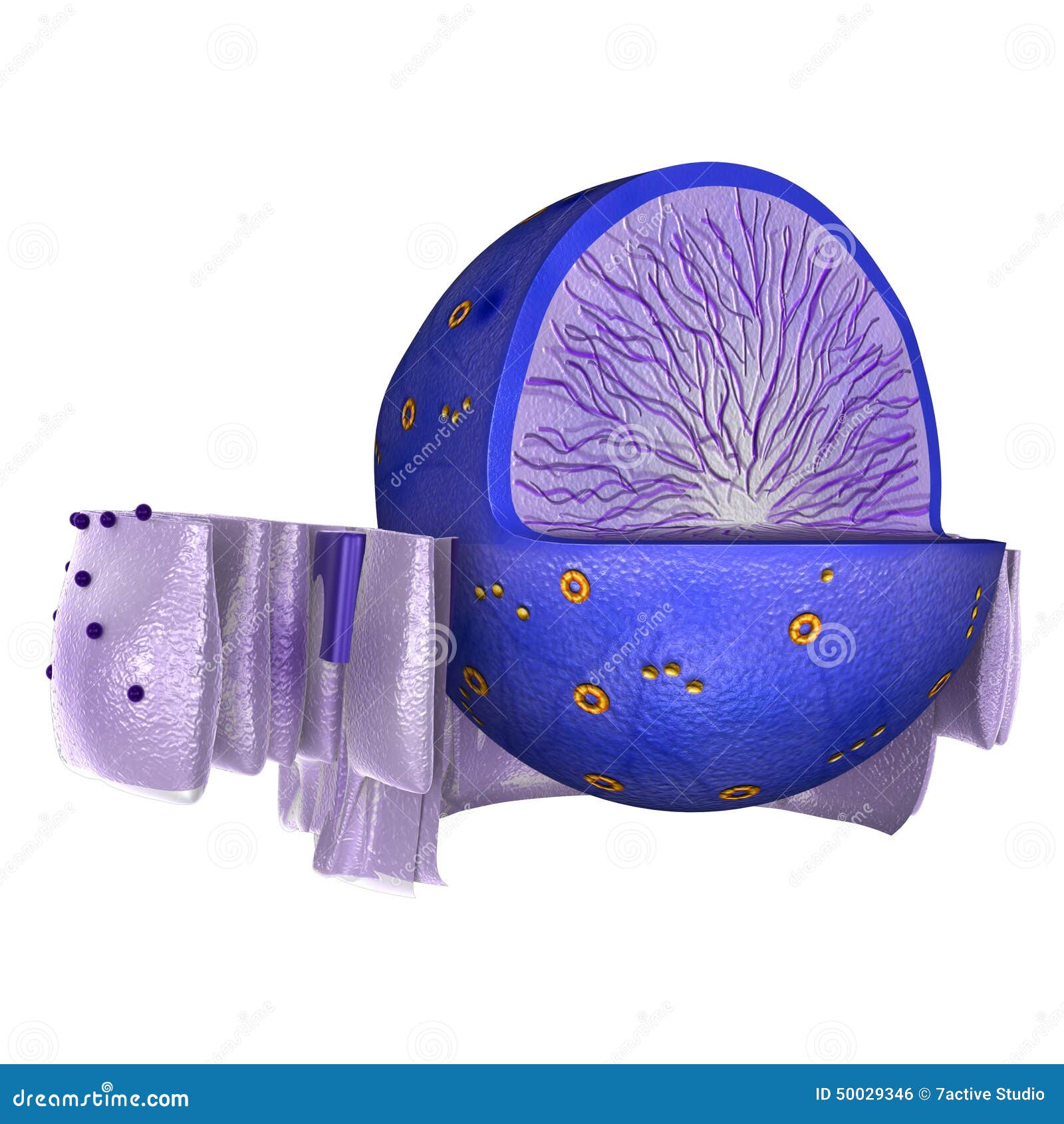 Núcleo en la célula animal stock de ilustración. Ilustración de médico -  50029346