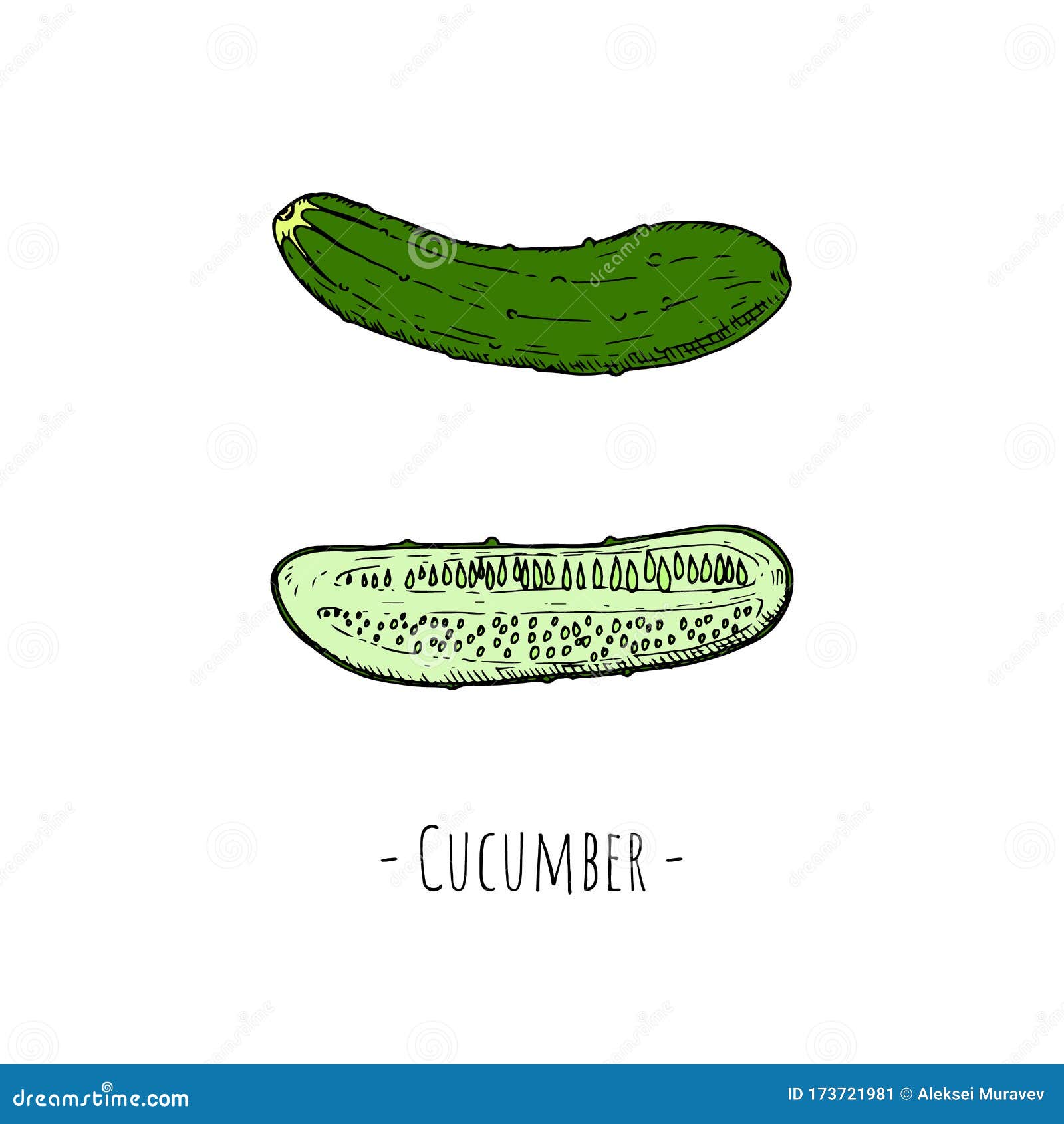 Número Entero Y Mitad De Pepino Objetos Aislados Sobre Un Fondo Blanco Estilo Dibujado a Mano Stock de ilustración - Ilustración de aislado, alimento: 173721981 Número Entero Y Mitad De Pepino Objetos Aislados Sobre Un Fondo Blanco Estilo Dibujado a Mano Stock de ilustración - Ilustración de aislado, alimento: 173721981