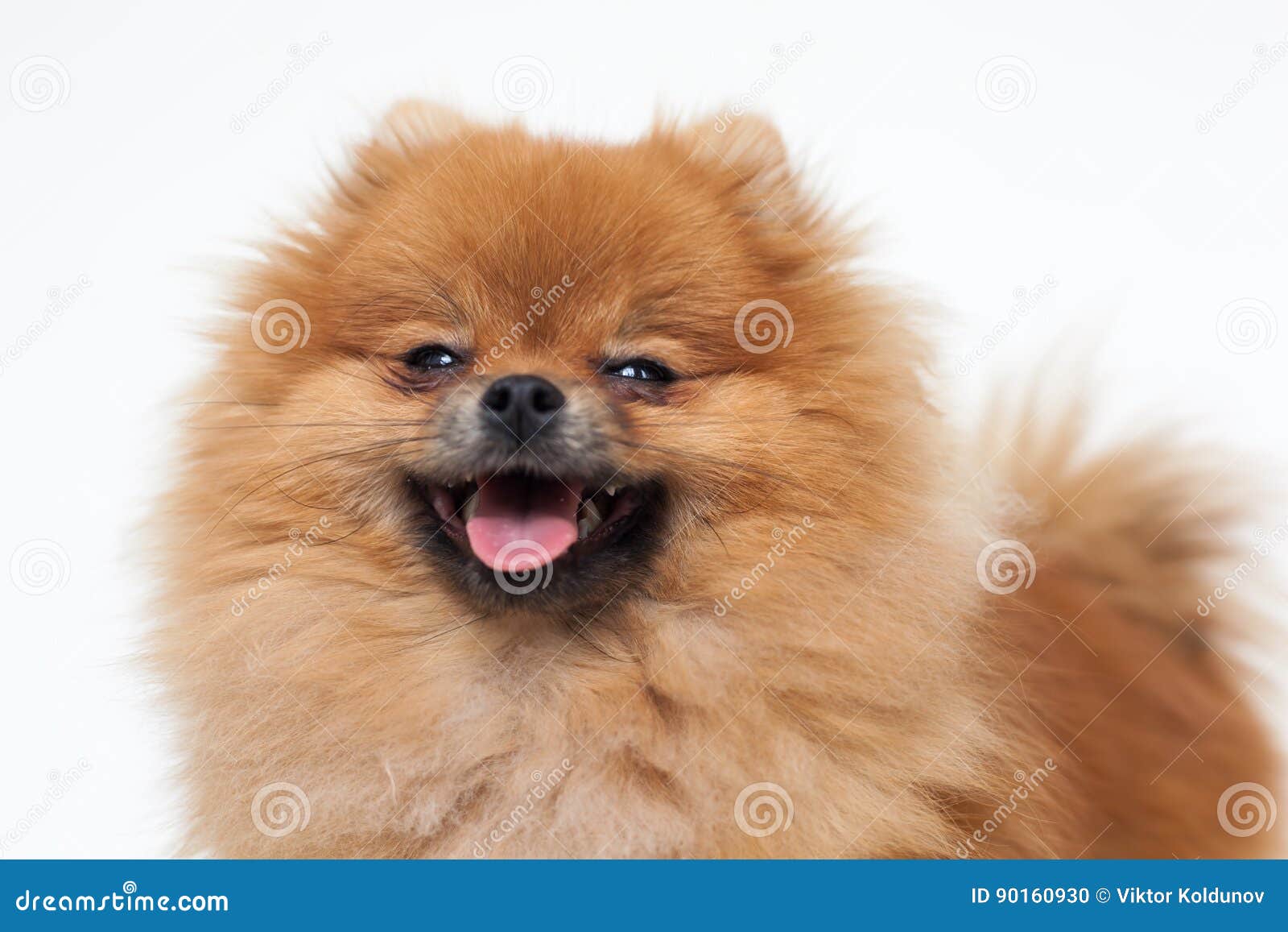 Nätt liten fluffig hund arkivfoto. Bild av angus 90160930