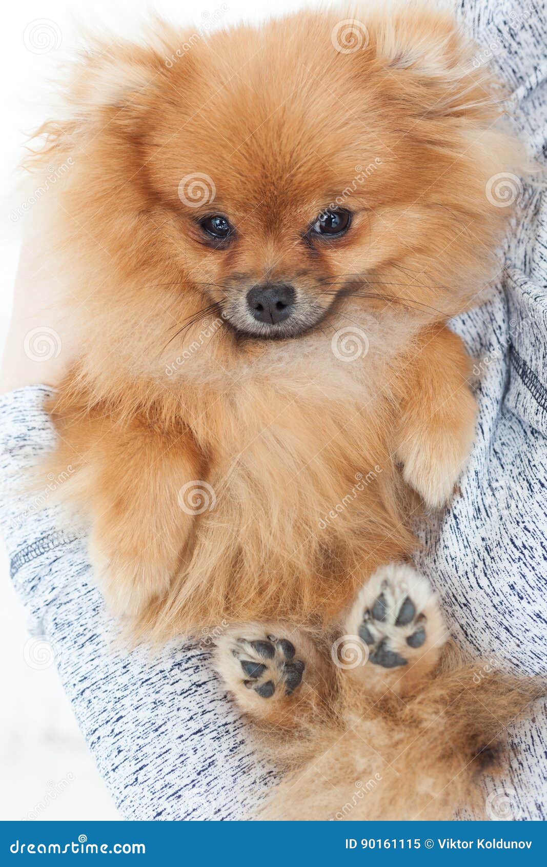 Nätt liten fluffig hund fotografering för bildbyråer. Bild av mammal