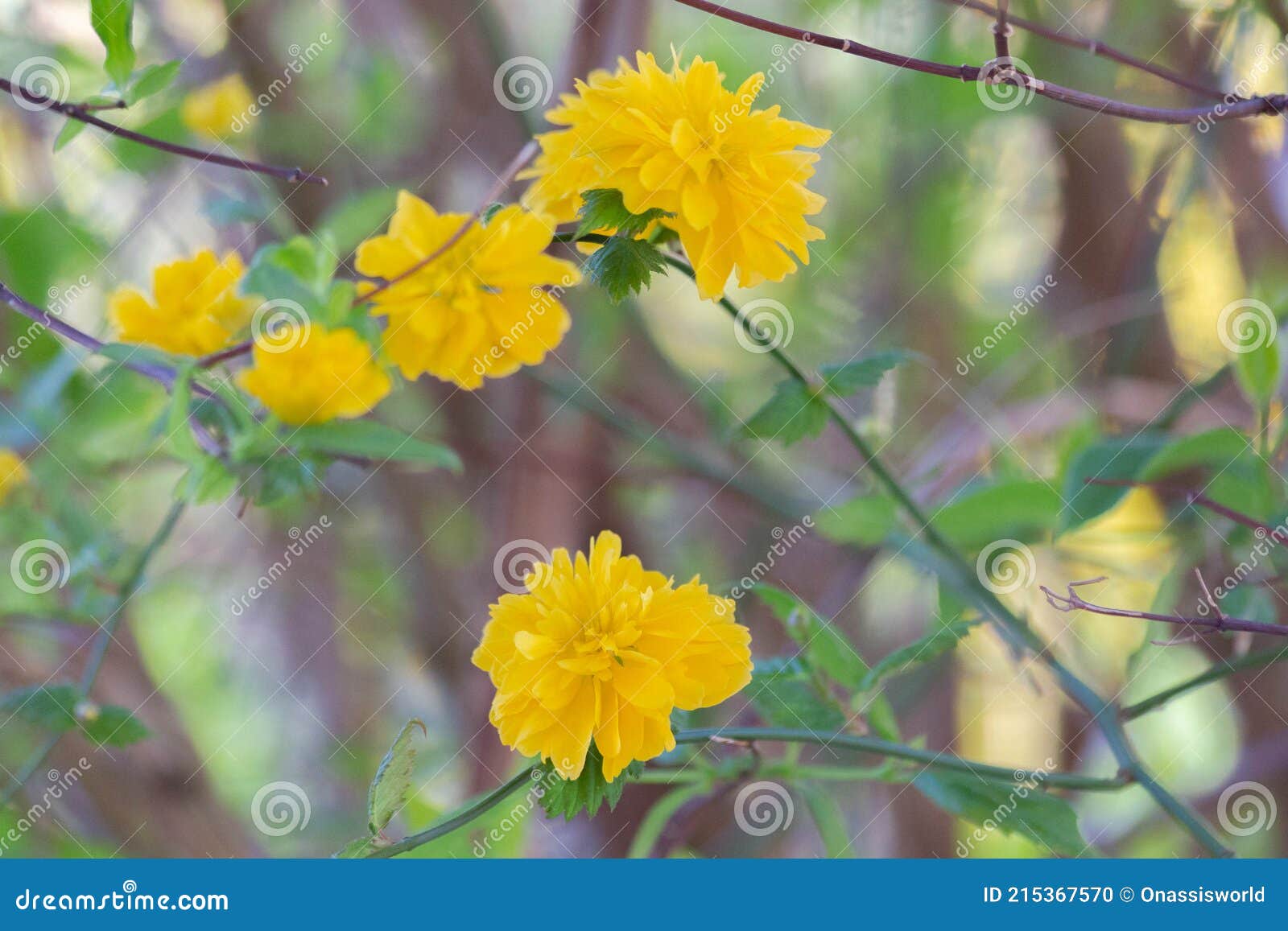 N Yellow Flowers in Bloom stock photo. Image of yellow 215367570