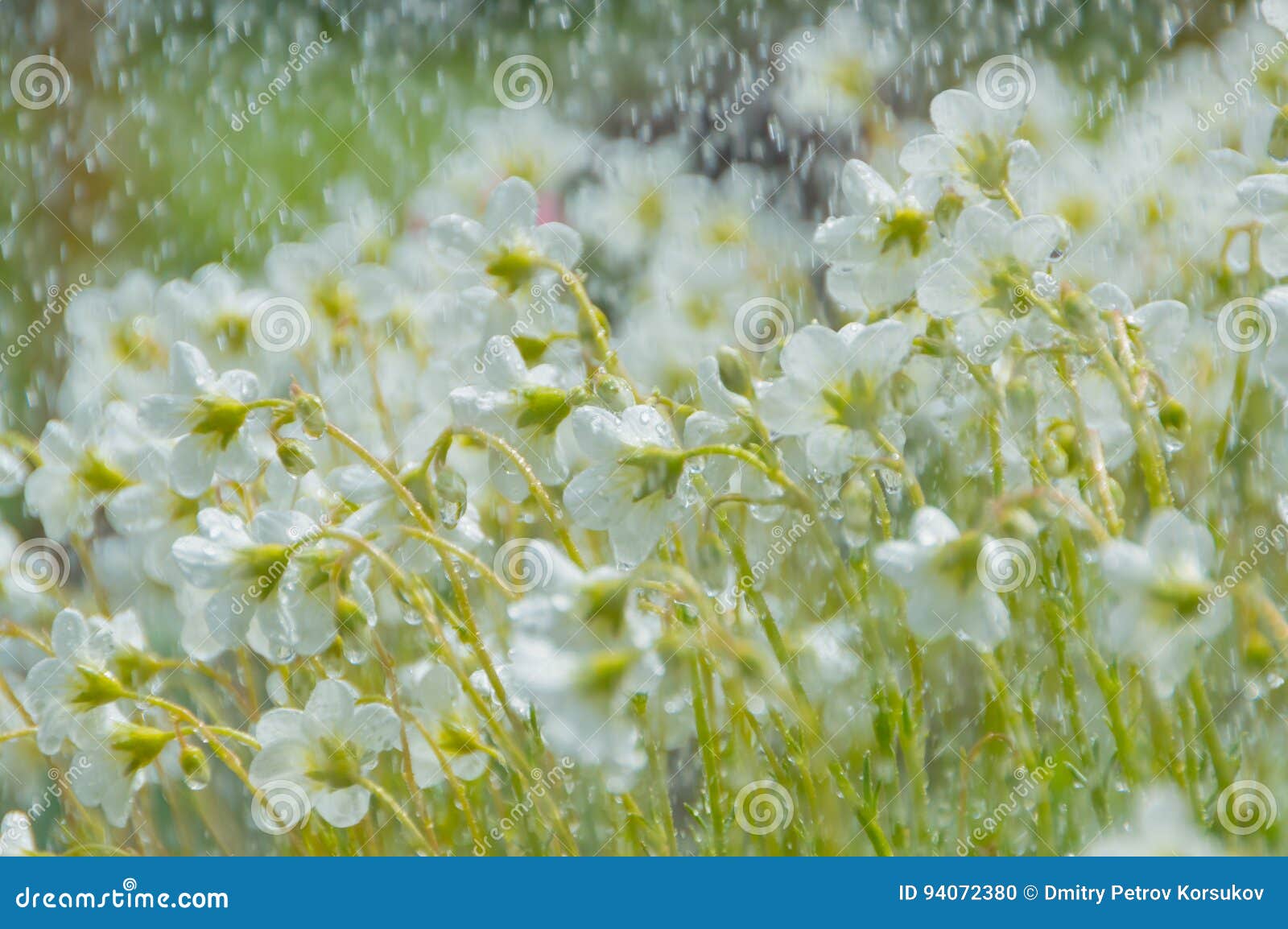 Na Chuva Flores Brancas Em Um Prado Verde Foto De Stock Imagem De Chuva Verde 94072380
