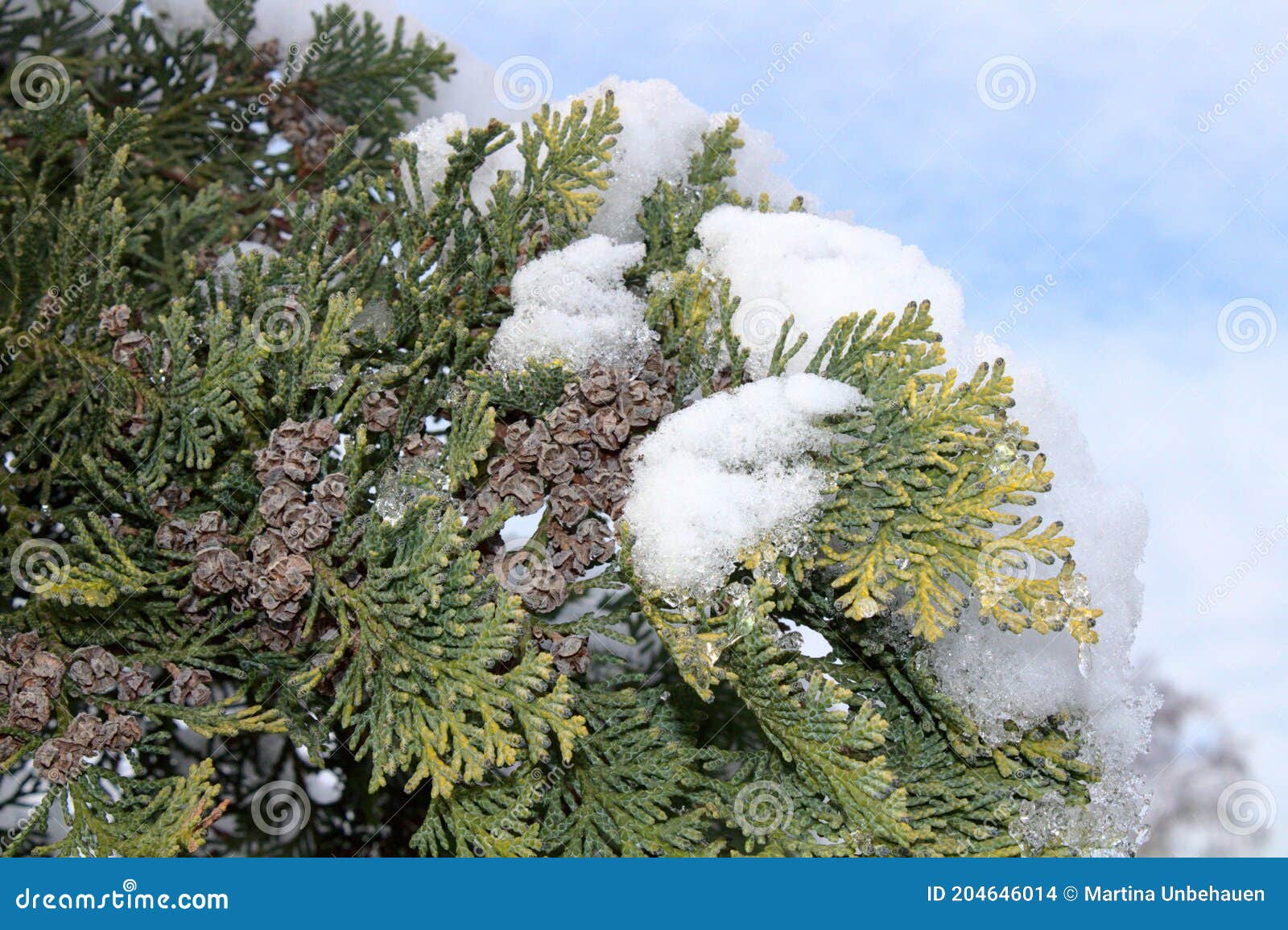 Nadelbaum Im Winter Im Garten Stockfoto Bild von nave, kalt 204646014