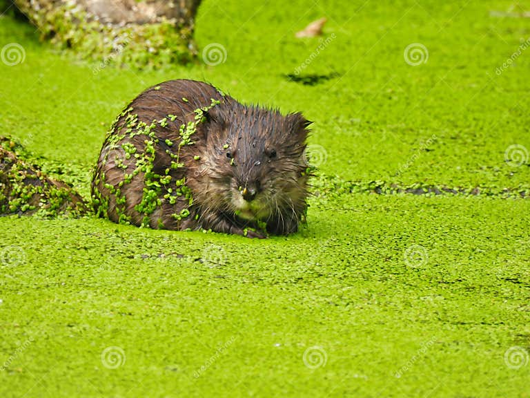 Nahaufnahme Der Bisamratte Sitzt Im Teich Umfasst in Der Entengrütze