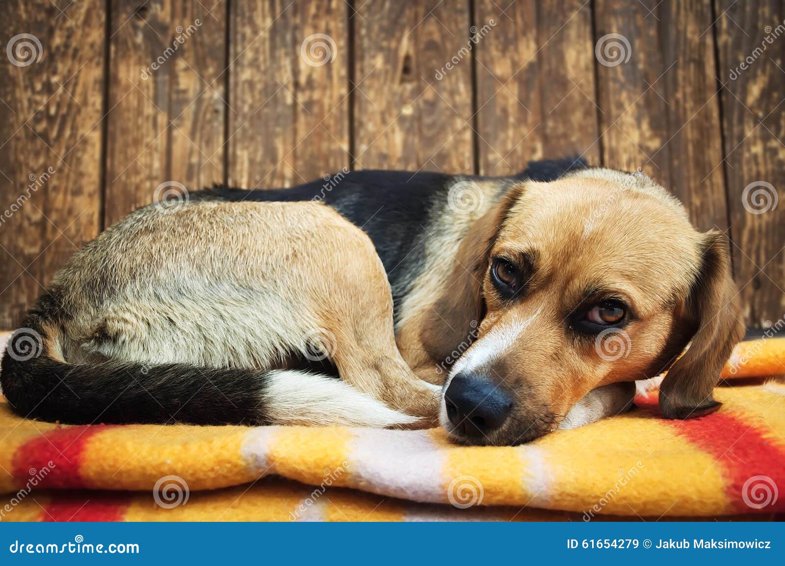 Nahaufnahme des Hundes liegend auf Decke. Gebohrter Hund, der auf Decke auf hölzernem Hintergrund liegt