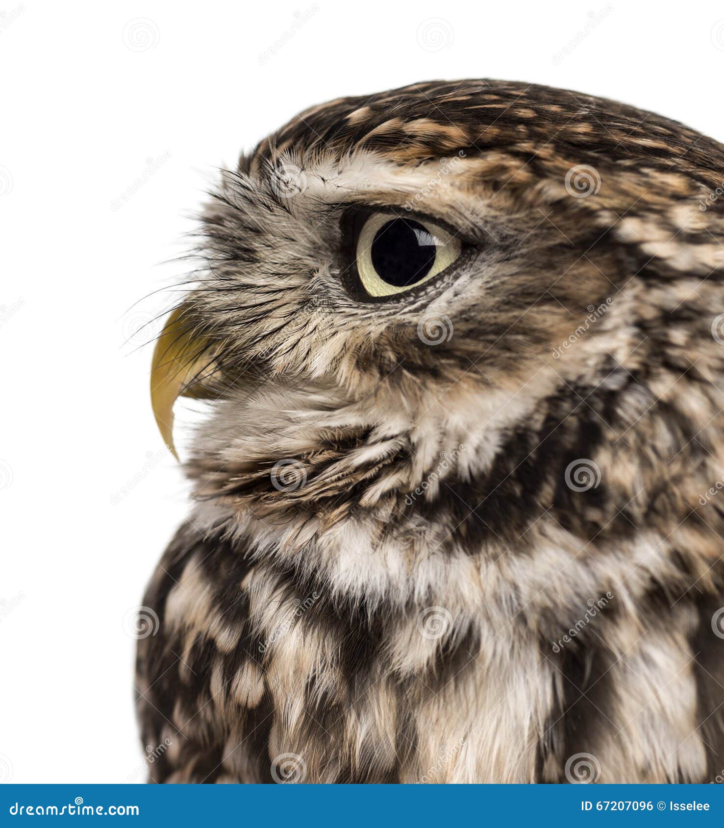 Nahaufnahme eines Steinkauzes (Athene Noctua) vor einem weißen Hintergrund