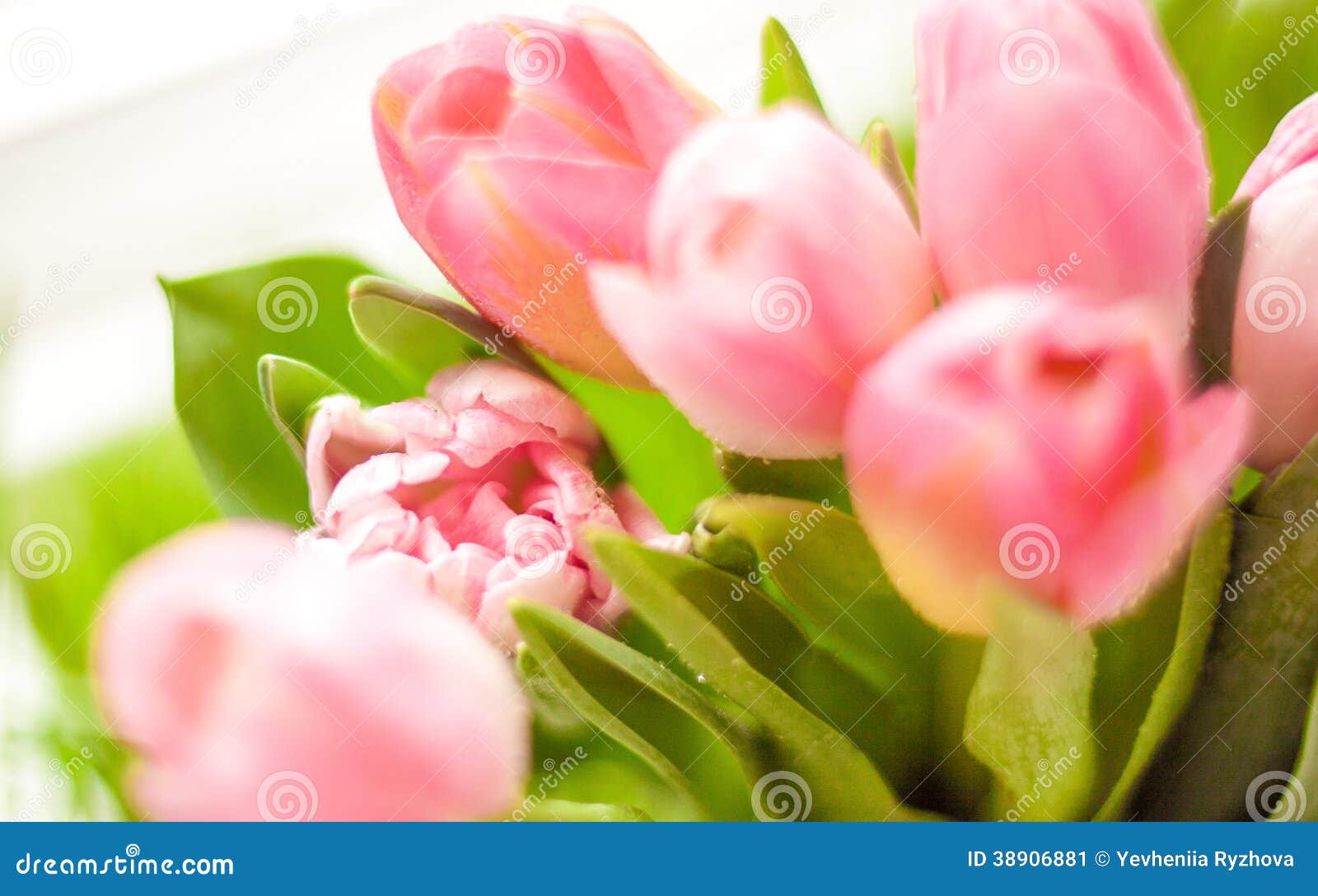 Nahaufnahme geschossen vom Bündel rosa Tulpen. Weichzeichnungsnahaufnahme schoss vom Bündel rosa Tulpen