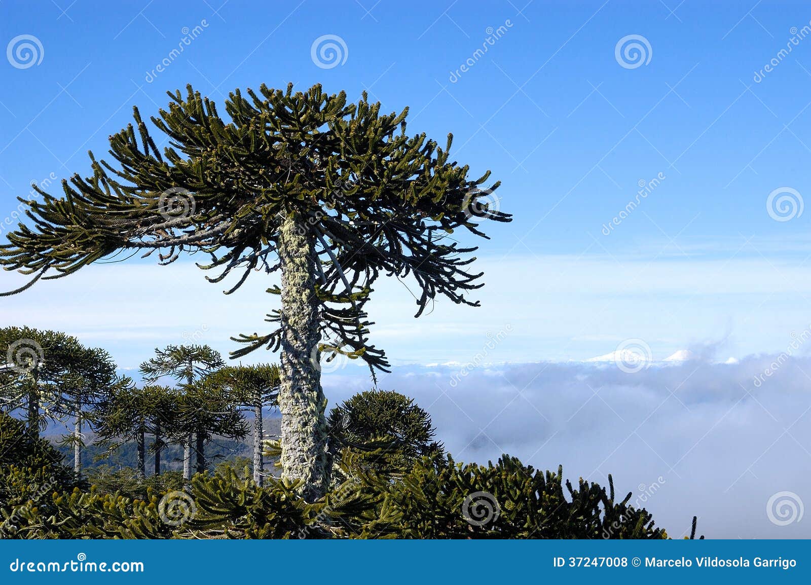 Nahuelbuta National Park and the Araucaria trees