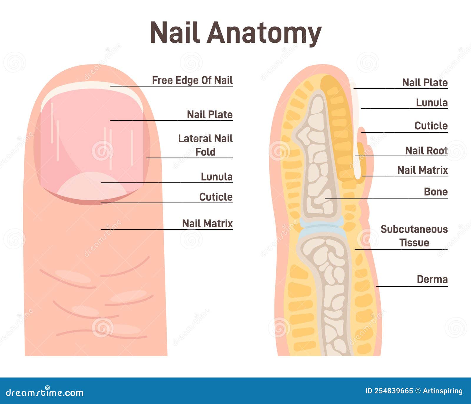 nail anatomy cross section finger nail structure fingertip side scheme nail anatomy cross section finger nail structure 254839665