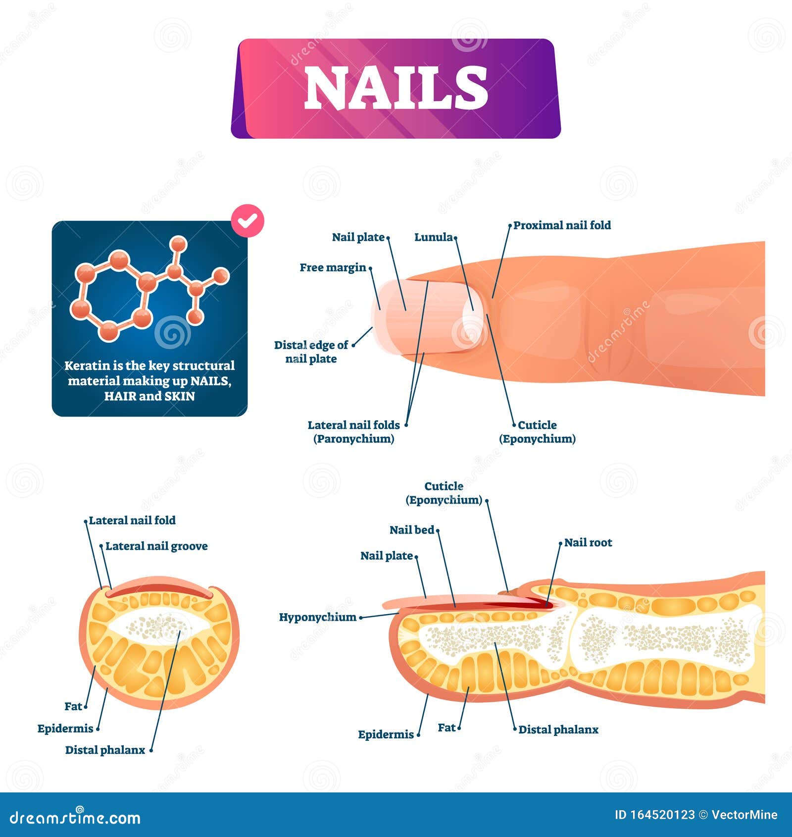 Human Nail Anatomy Diagram