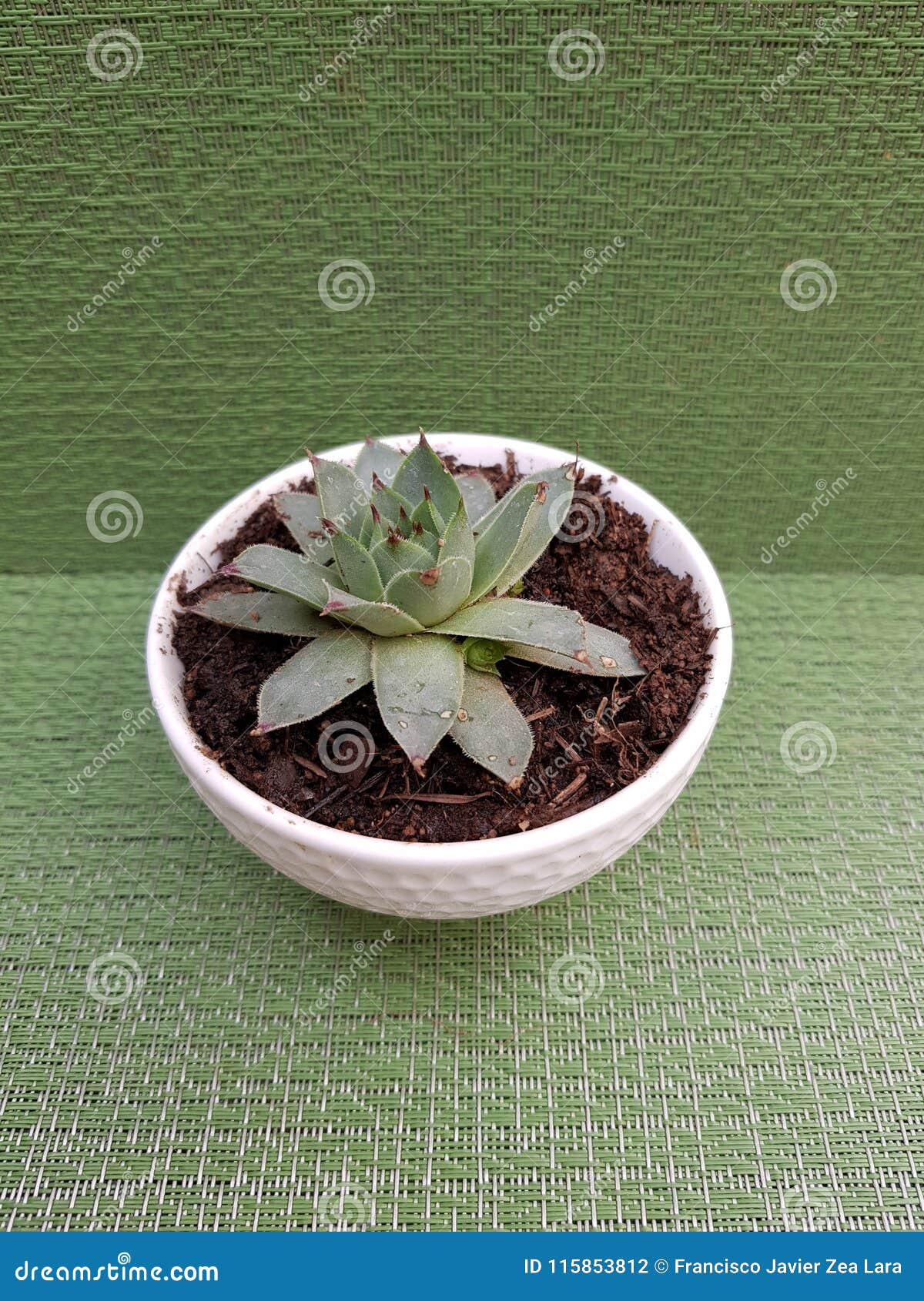 nail oficina miss cactus, in small white pot for decoration, with green background