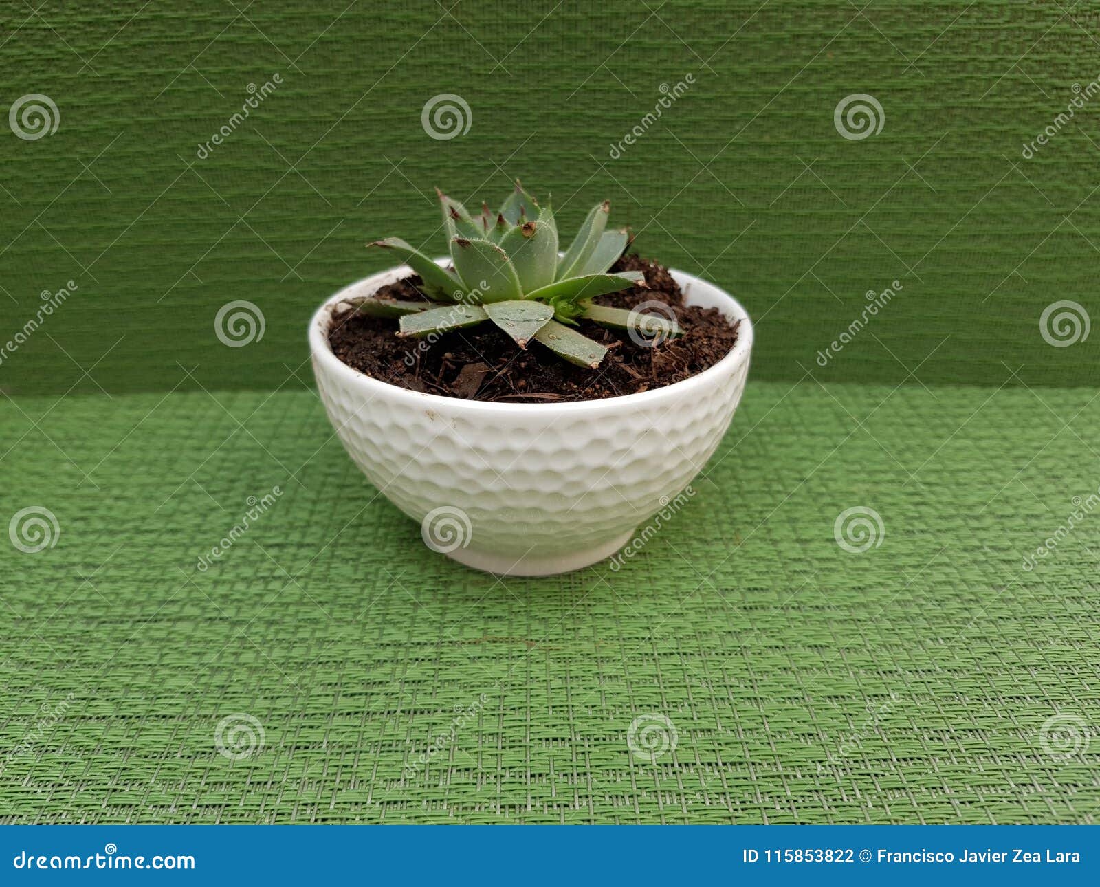 nail oficina miss cactus, in small white pot for decoration, with green background