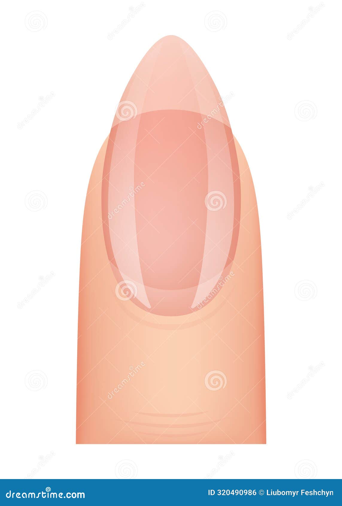 Nail Shape Manicure Type Of Fingernail Extension Professional Nail Shape Manicure Type Of Fingernail Extension Professional
