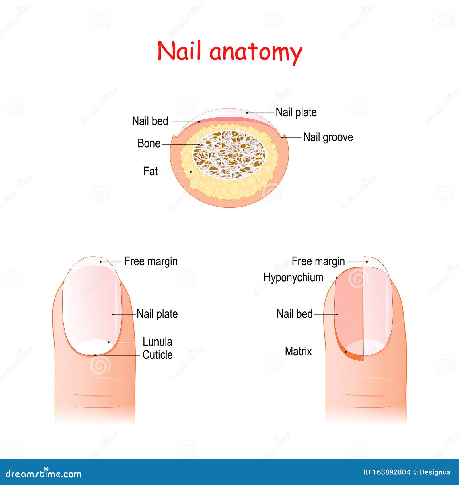 nail structure anatomy nail structure anatomy basic parts human nail hyponychium lunula cuticle matrix nail bed 163892804
