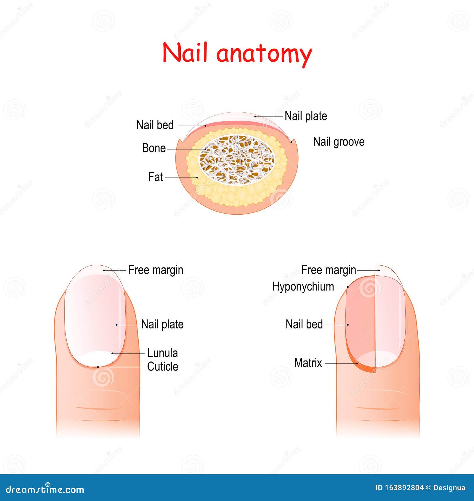 Biology | Free Full-Text | Predictive Model of Nail Consistency Using  Scanning Electron Microscopy with Energy-Dispersive X-Ray