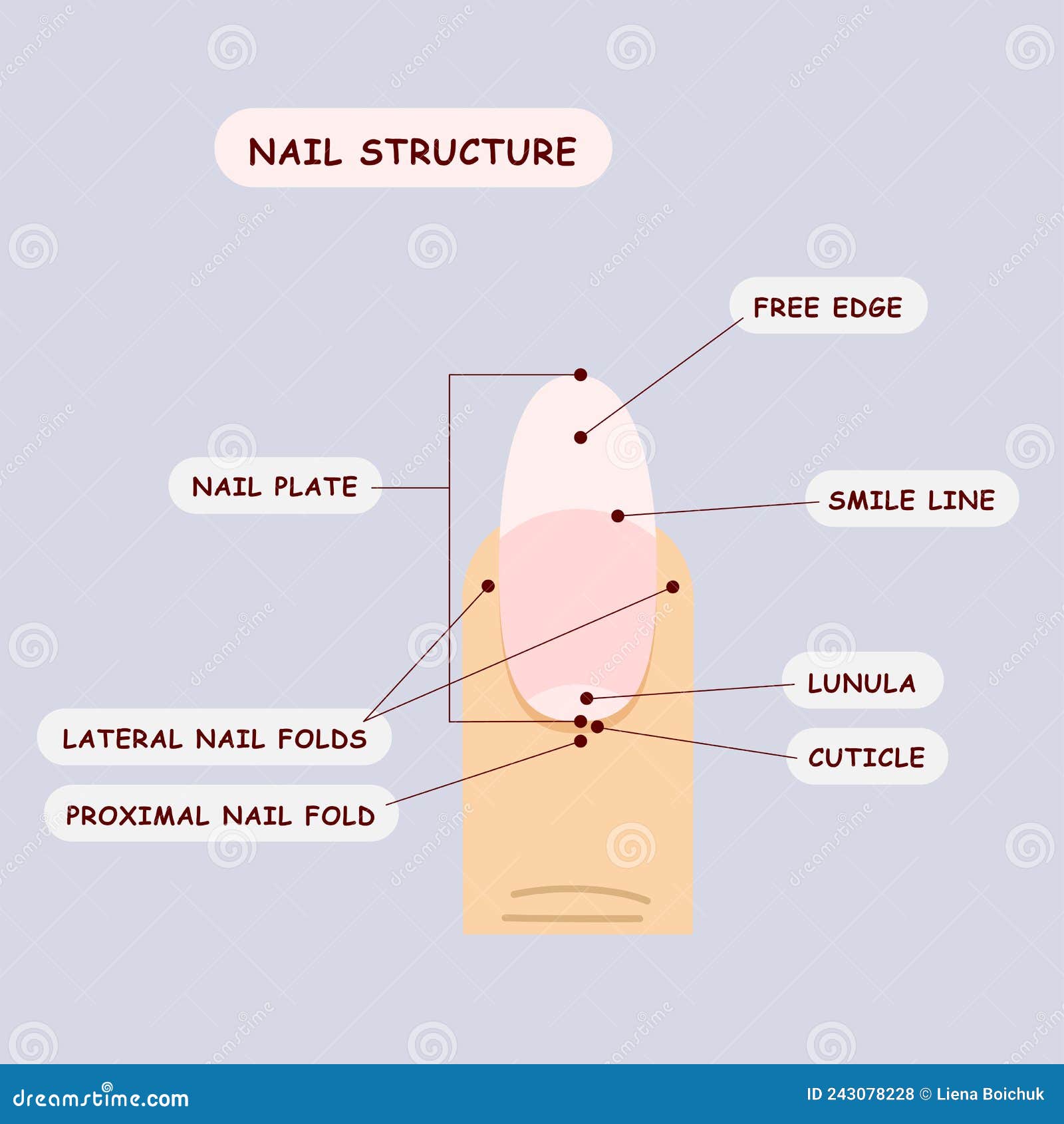 Nail Structure Diagram for Manicure Course or Training, Vector ...