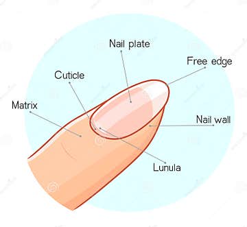 Nail Structure Illustration Stock Vector - Illustration of clean ...