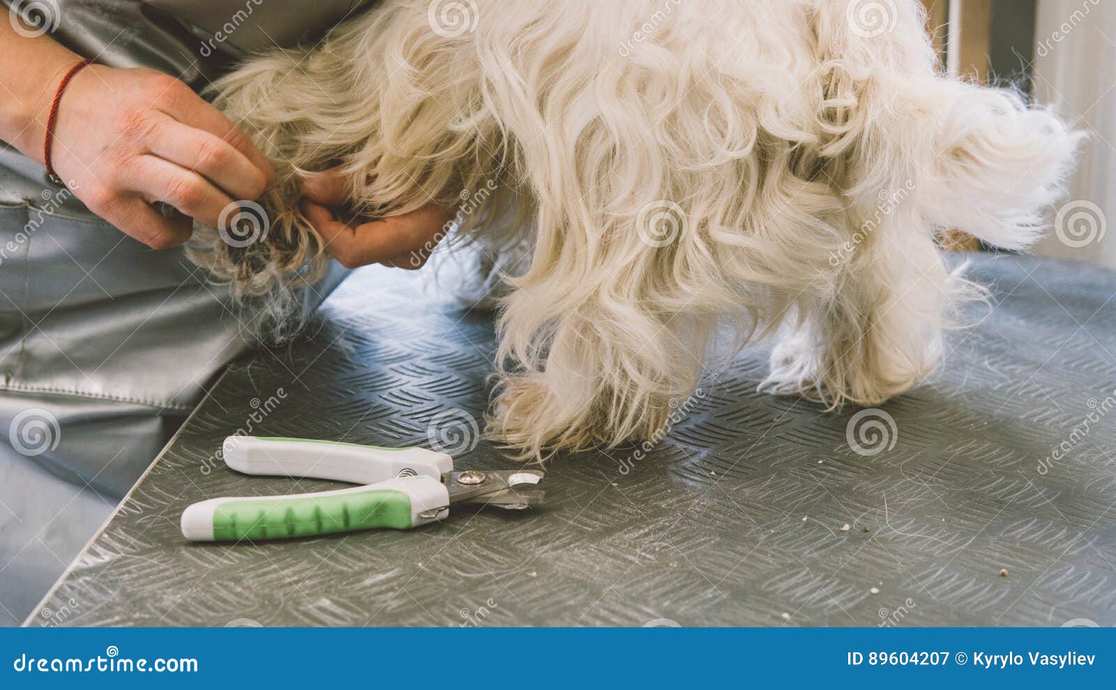 Nail Trimming in Dogs. Service Grooming Salon for Dogs. Nail Care Dogs