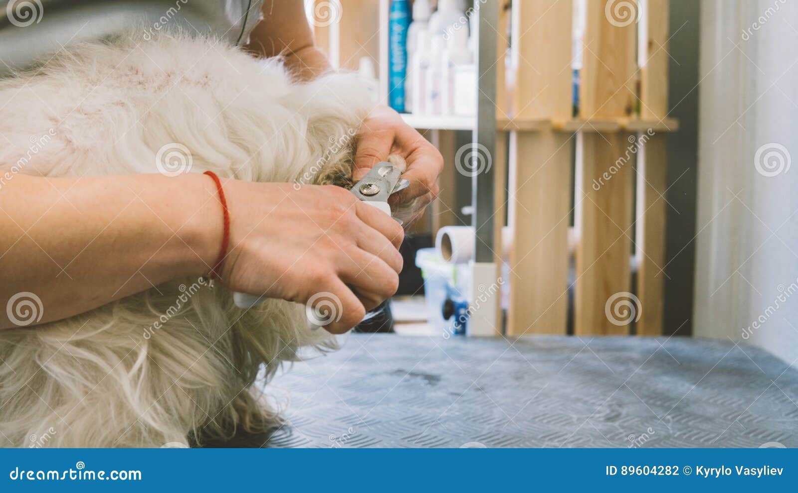 Nail Trimming in Dogs. Service Grooming Salon for Dogs. Nail Care Dogs