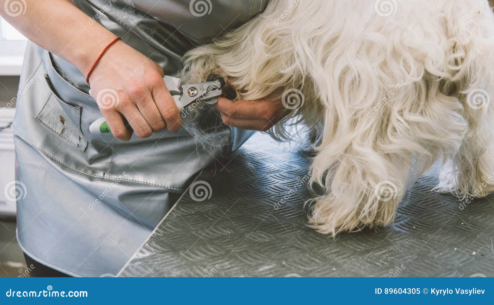 Nail Trimming in Dogs. Service Grooming Salon for Dogs. Nail Care Dogs