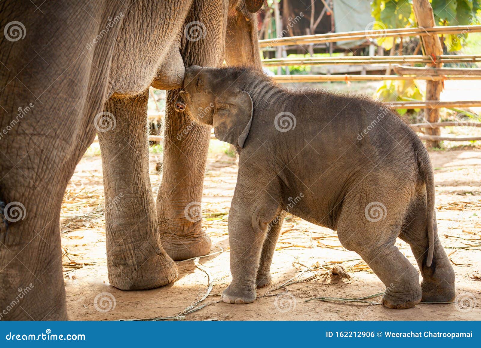 Naissance D Un Bebe Elephant Asiatique Buvant Du Lait Mere Mischievous A Surin Thailande Photo Stock Image Du Nationale Gris Naissance D Un Bebe Elephant Asiatique Buvant Du Lait Mere Mischievous A Surin Thailande Photo Stock Image Du Nationale Gris