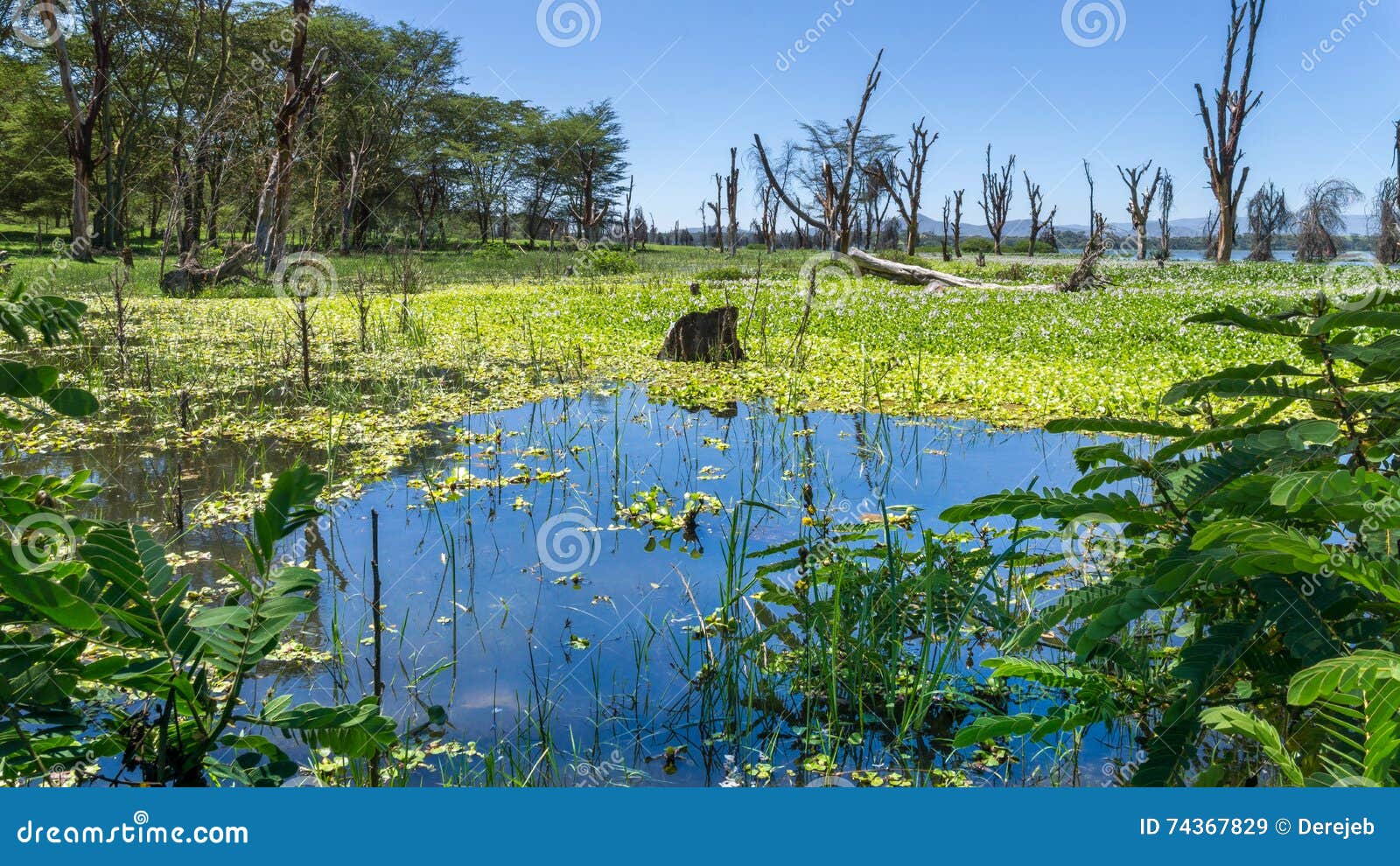 2 626 Naivasha Lake Photos Free Royalty Free Stock Photos From Dreamstime