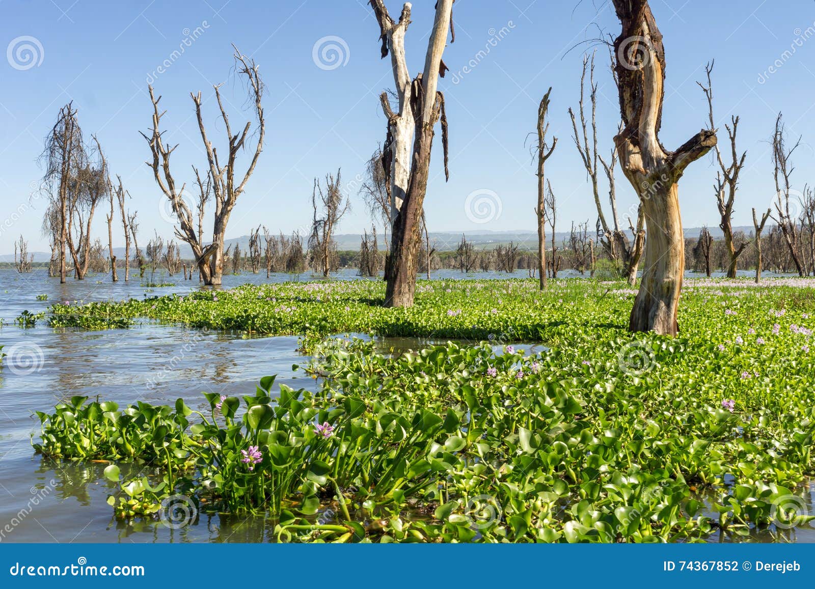 Naivasha Lake Stock Photo Image Of Tree Green Kenya