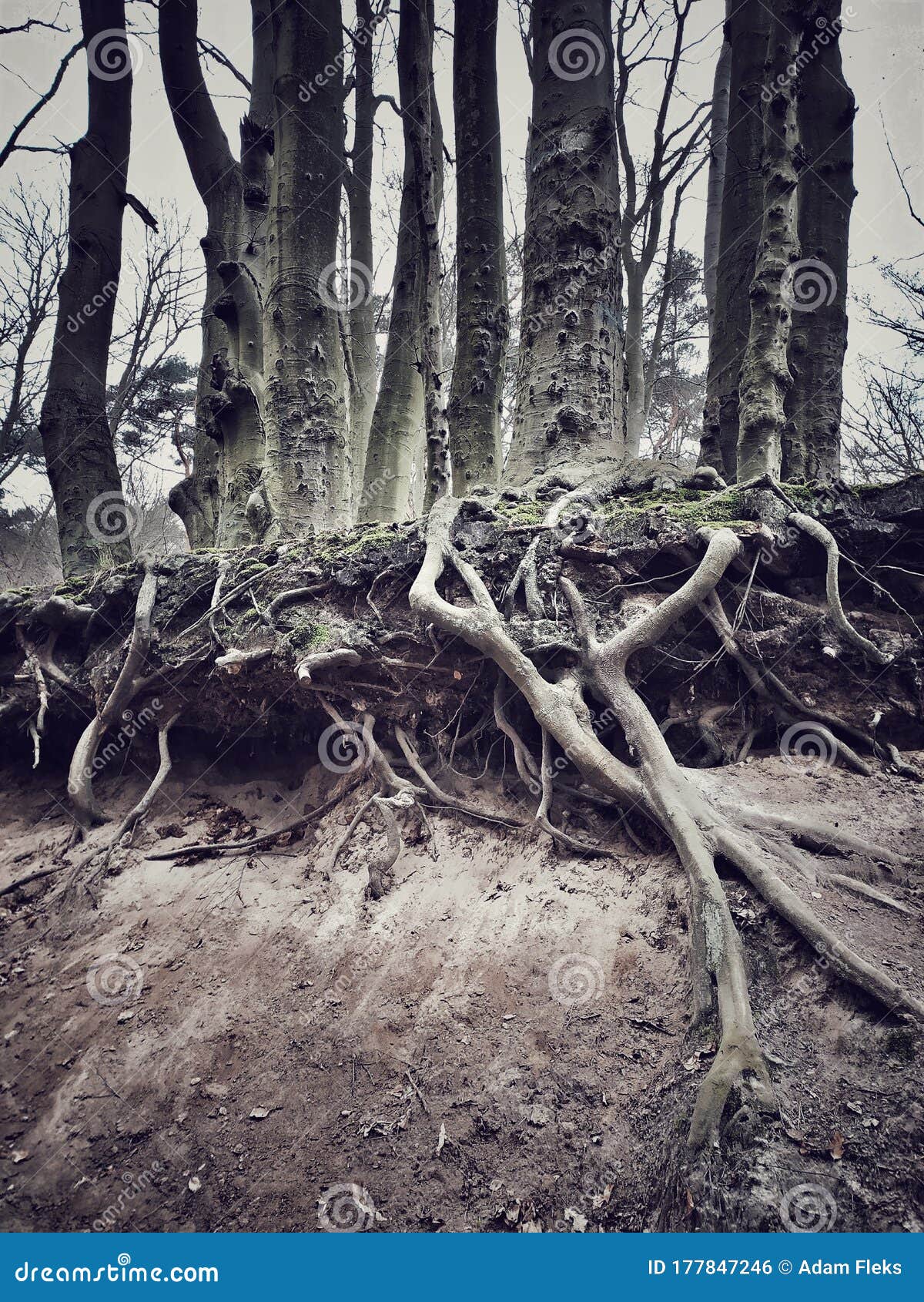 Naked Beech Trees Roots, Cliff Near Sandy Beach Stock Photo image