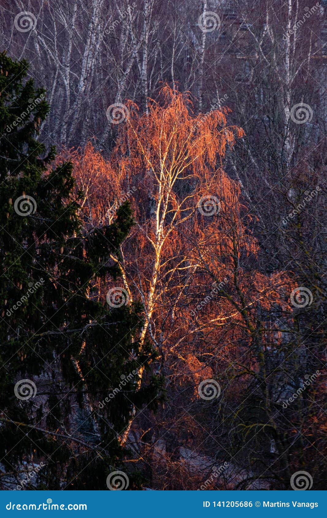 Naked Birch In Winter Against The Background Of Blue Sky 