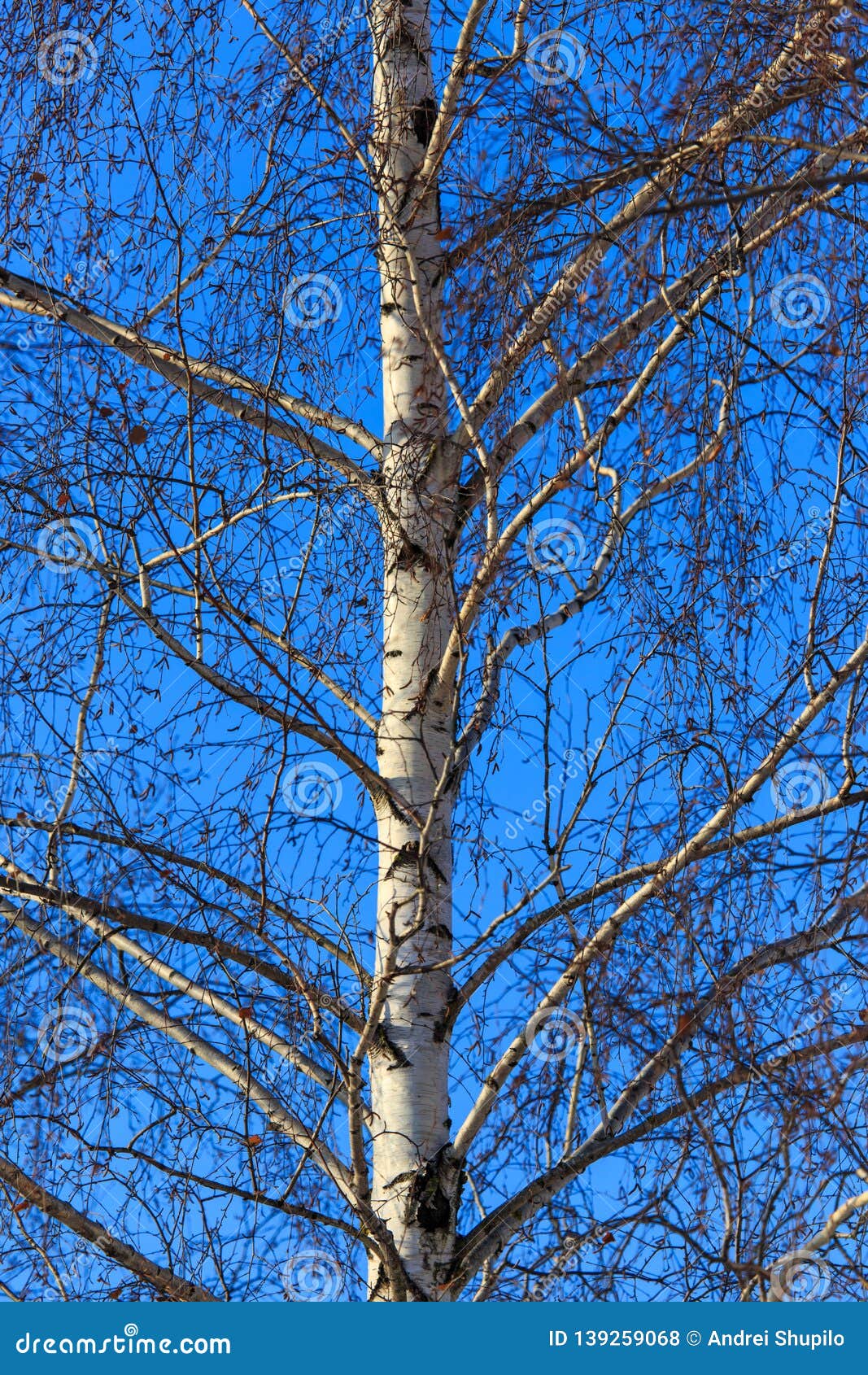 Naked Birch Tree In Red Sunlight Stock Photo - Image of 