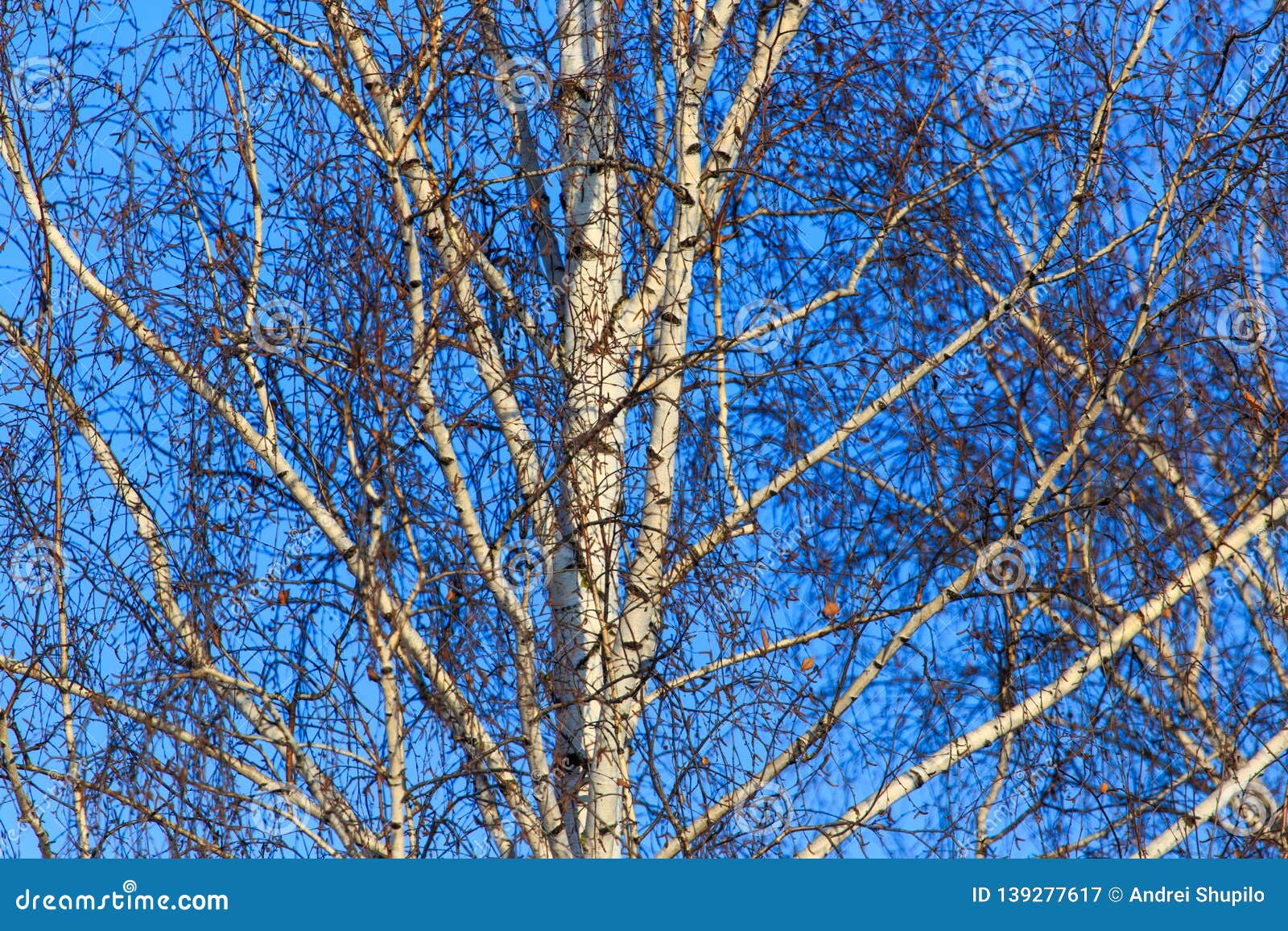 Naked Birch In Winter Against The Background Of Blue Sky 