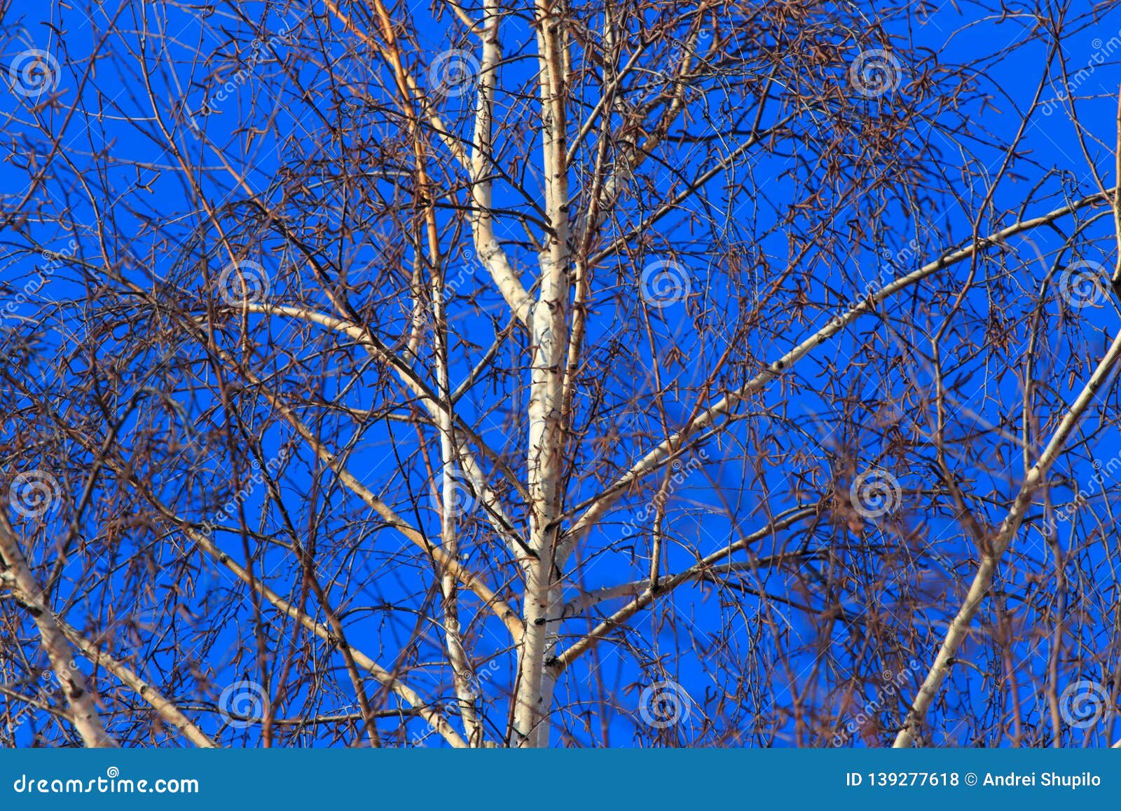 Naked Birch | My images are copyrighted. It is not allowed 