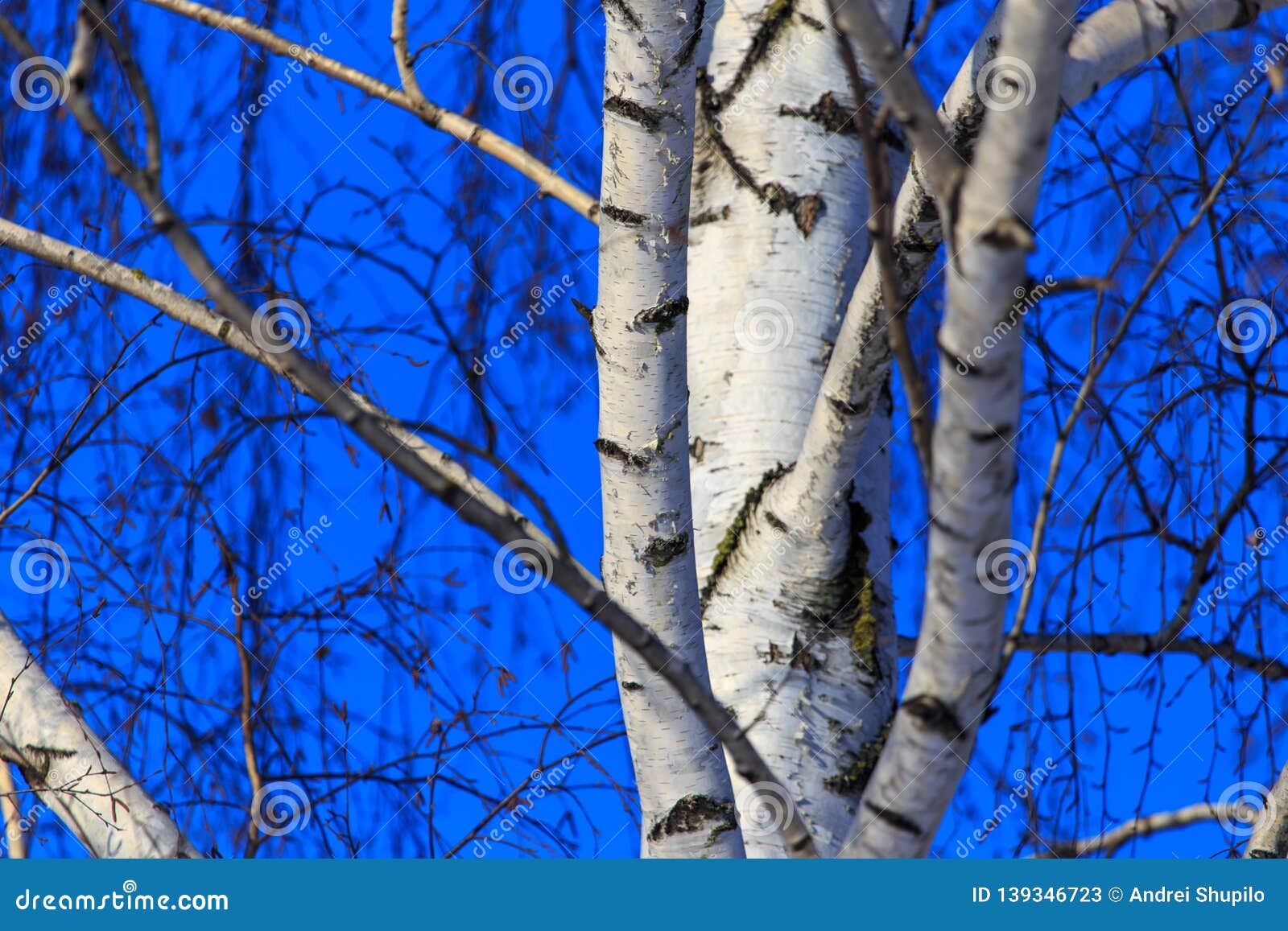 Naked Birch Trees In Heavy Mist In Countryside Stock Image 
