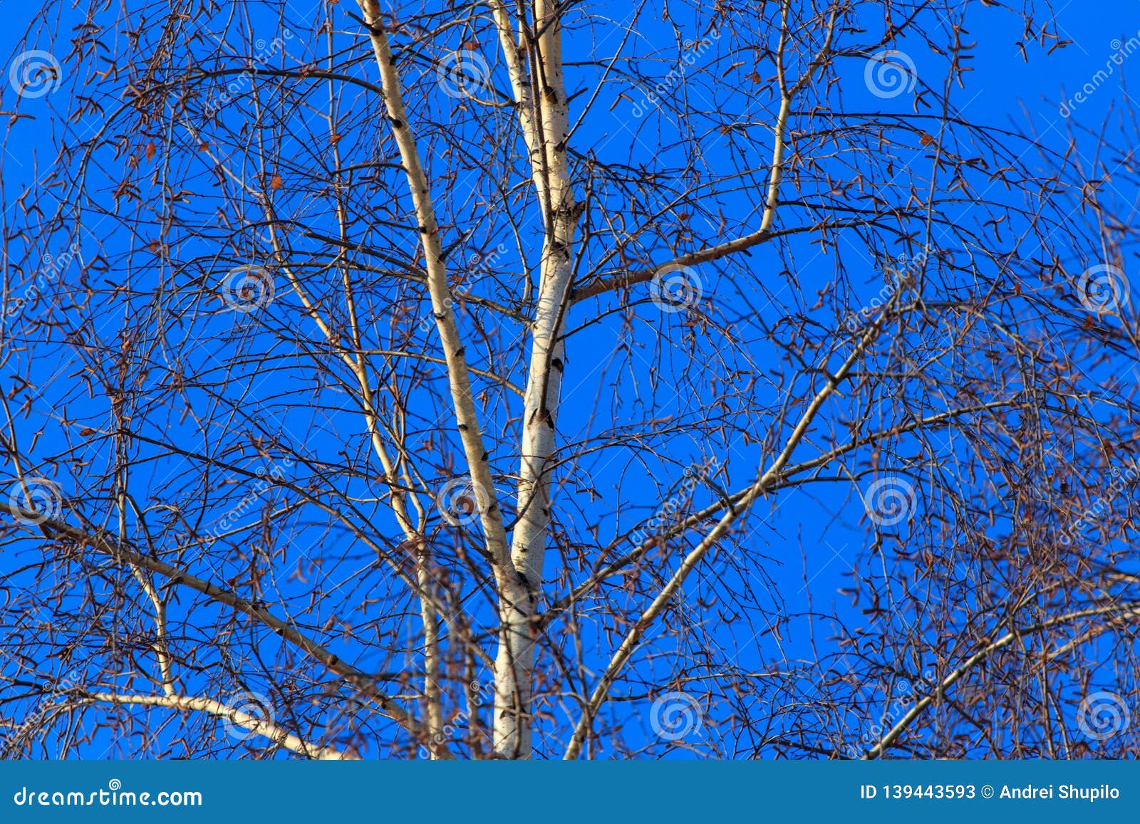 Naked Birch Trees In Heavy Mist In Countryside Stock Photo 