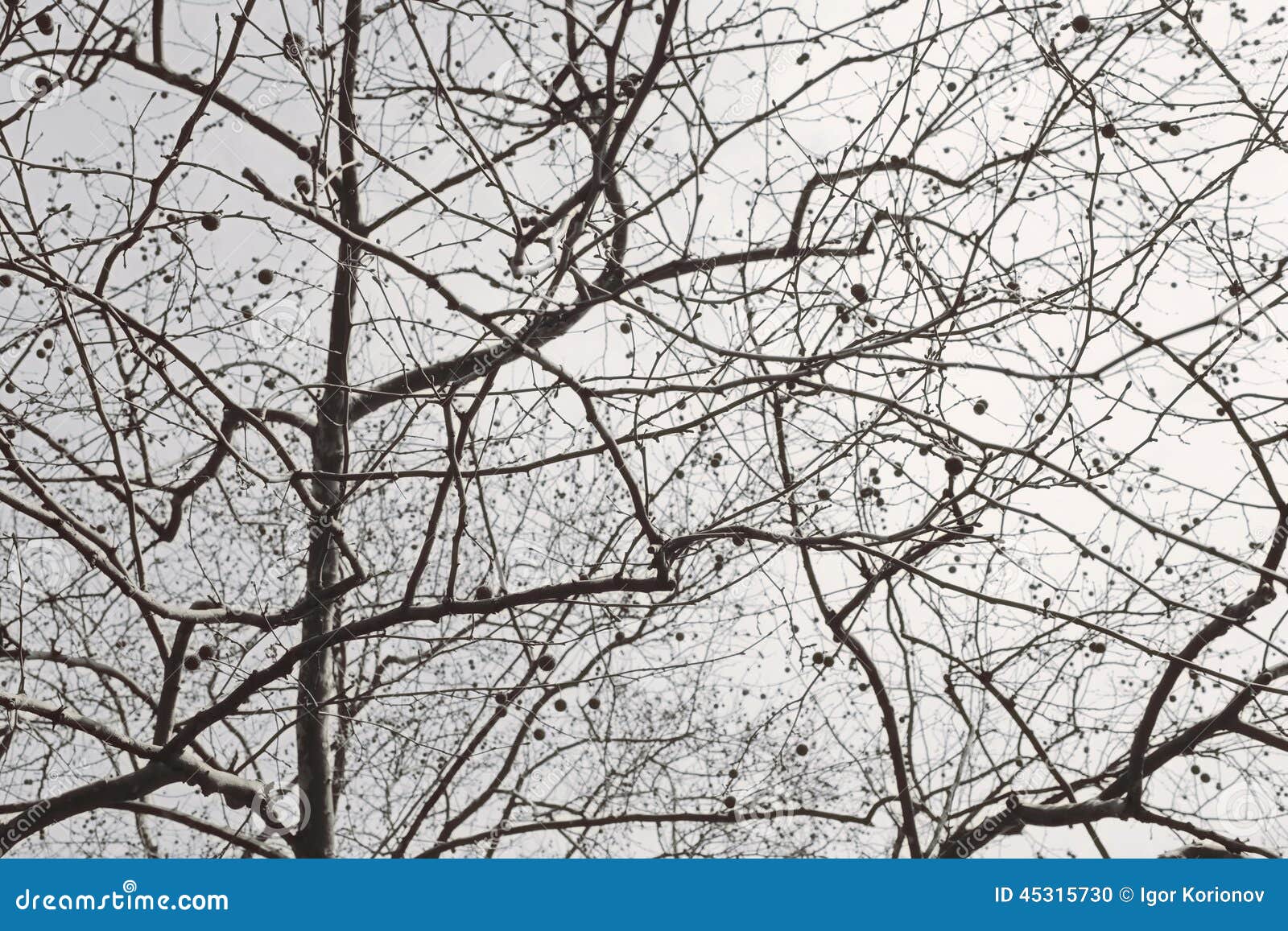 naked branches of a tree against blue sky