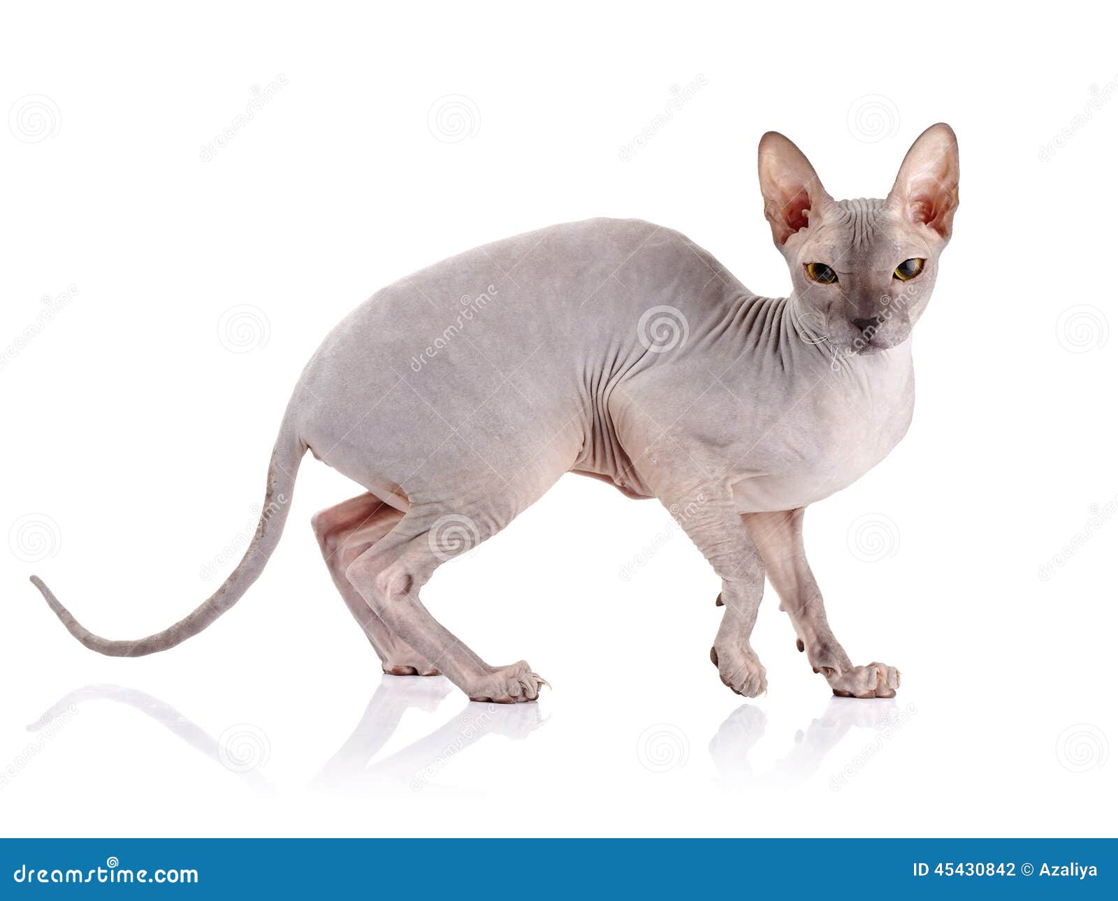 Naked cat. stock photo. Image of objects, cheerful, kitty - 45430842