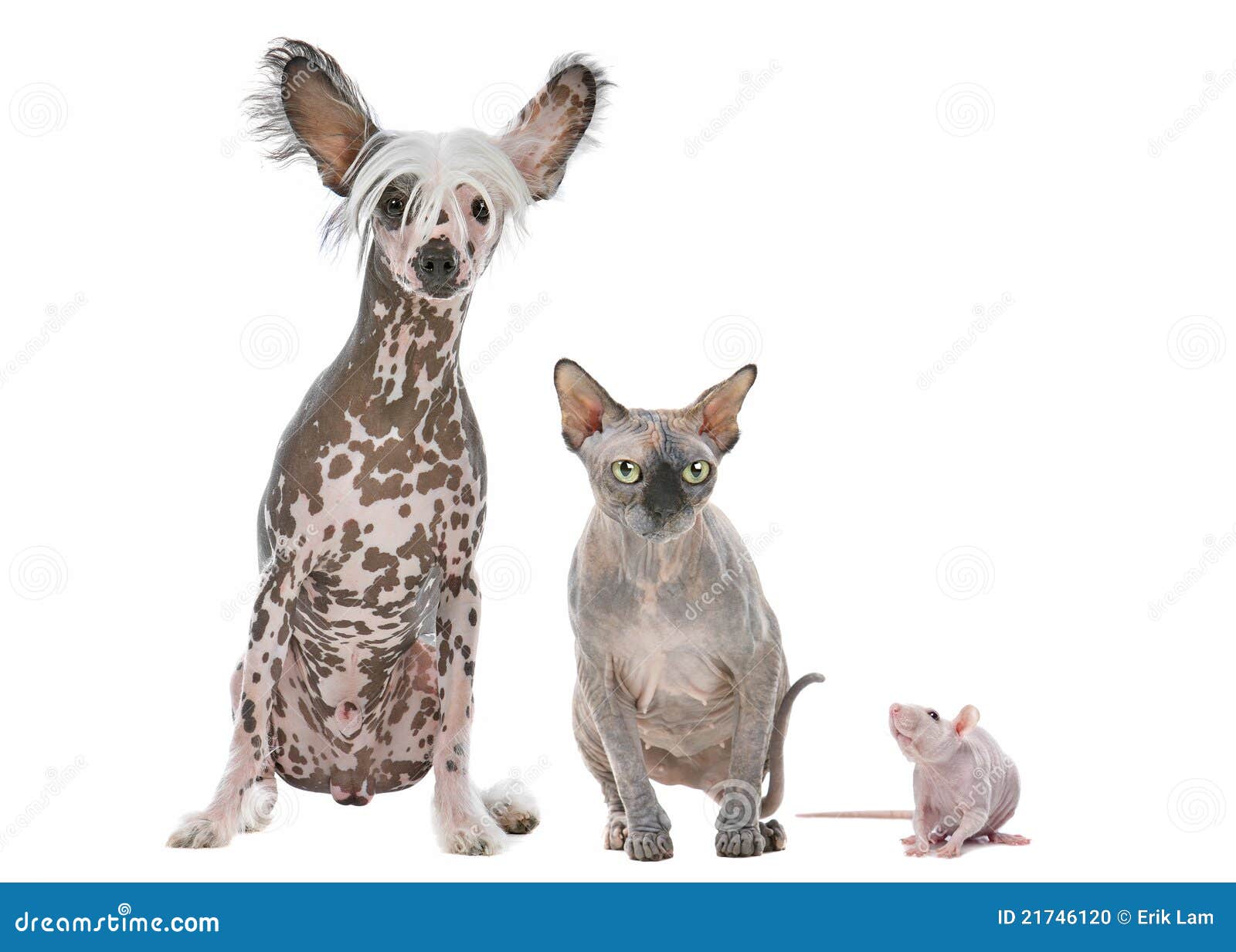 Naked Dog,Cat and Rat stock photo. Image of people 