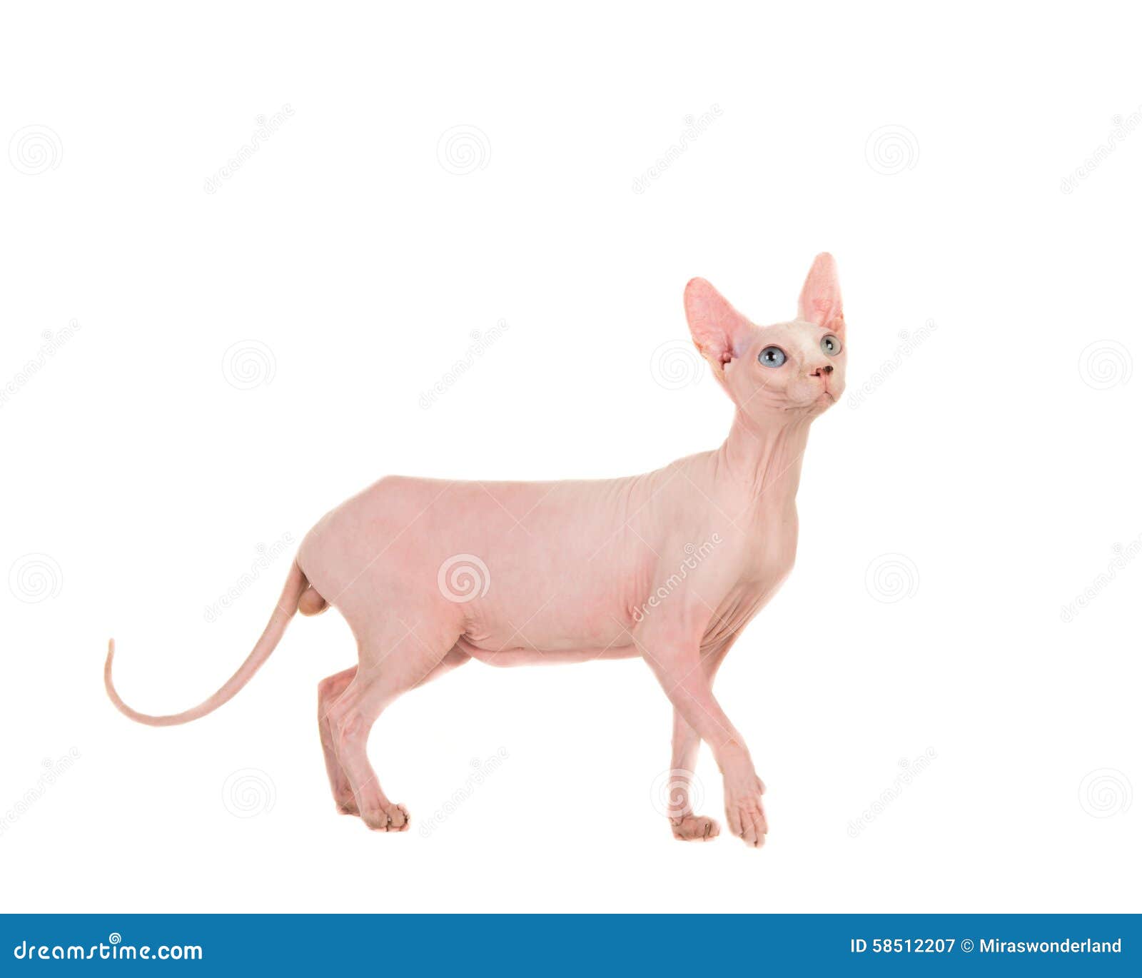 naked gracious sphinx cat walking and looking up