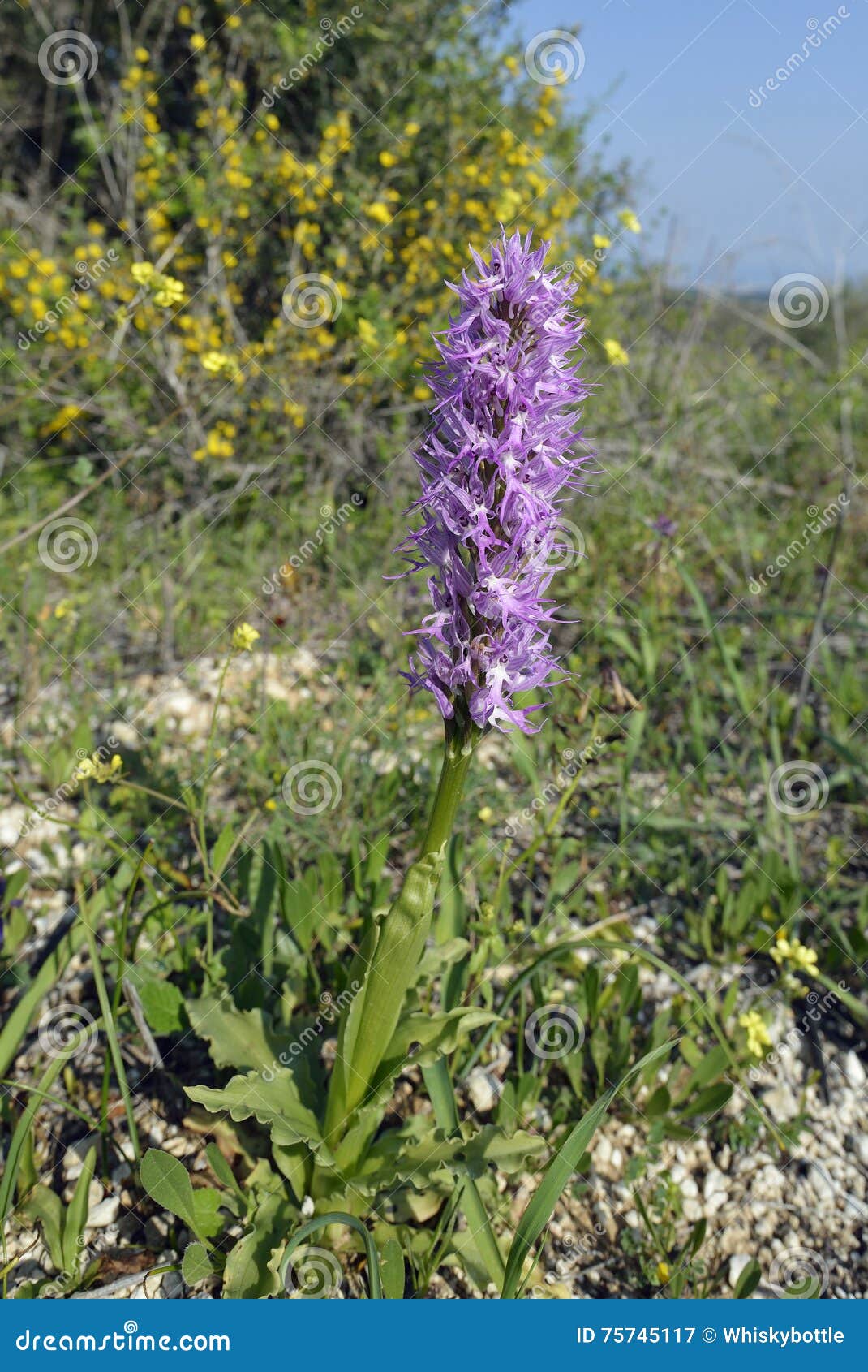 Rare Orchis Italica - Amazing Naked Man Orchid Flowering 