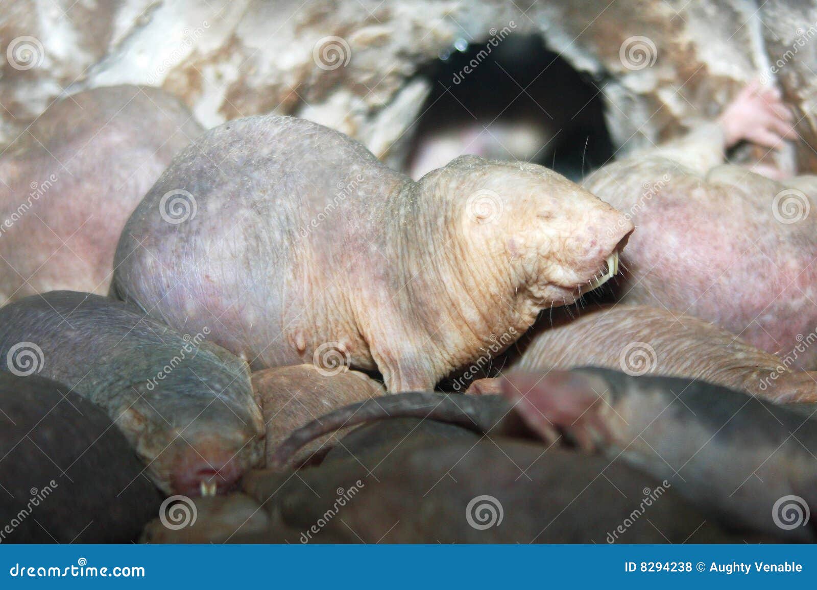 naked mole-rats
