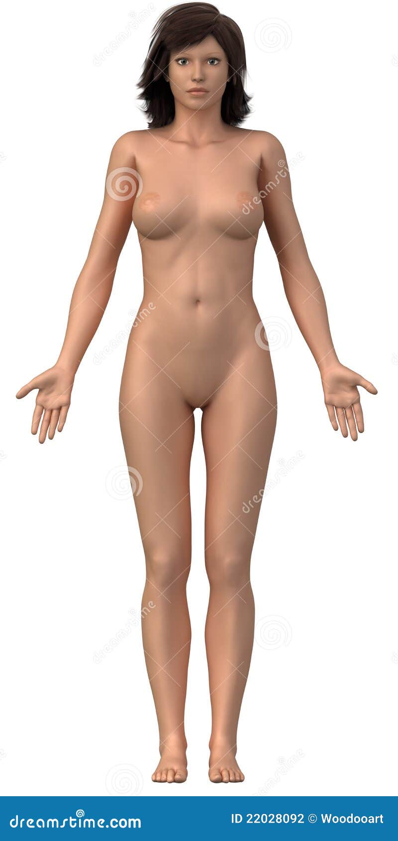 Naked woman anatomy